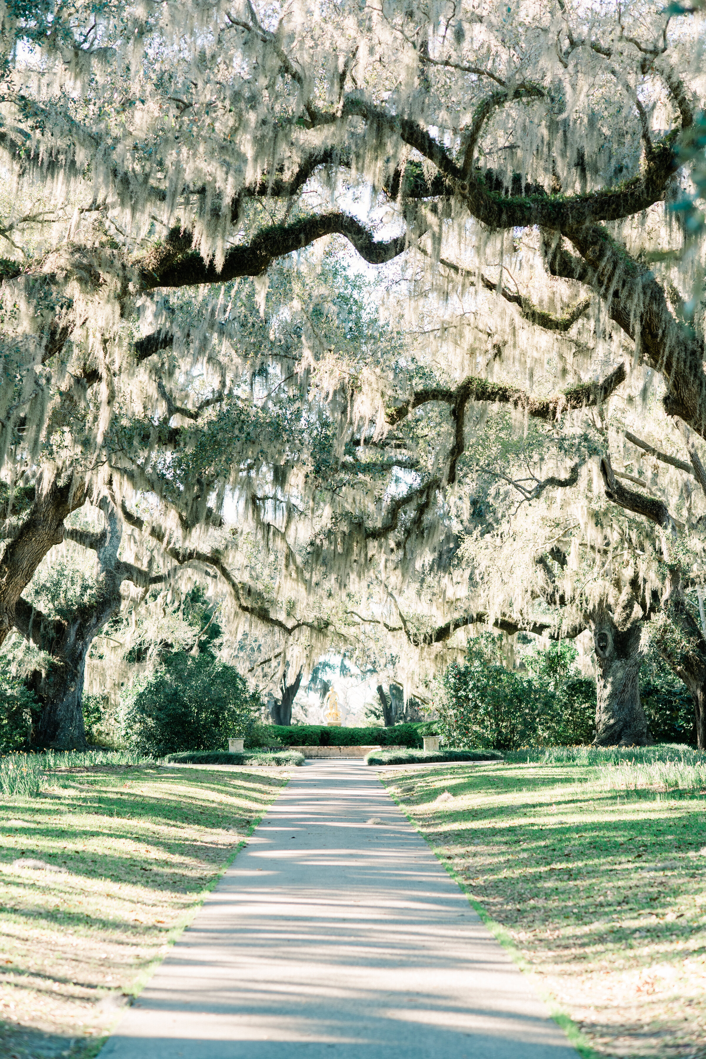 best engagement photographer takes scenic photo of lowcountry driveway