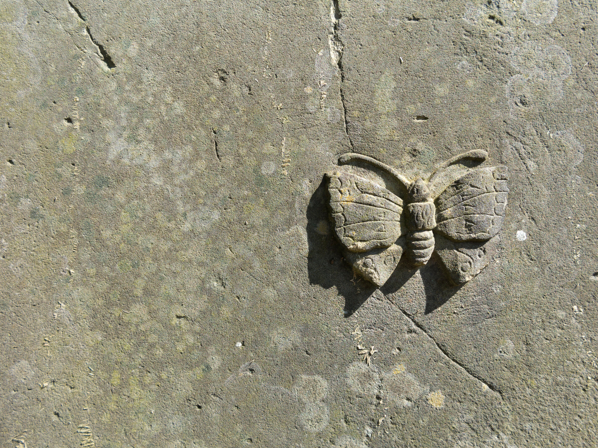Transformational butterfly carved in ancient stone arved in ancient stone