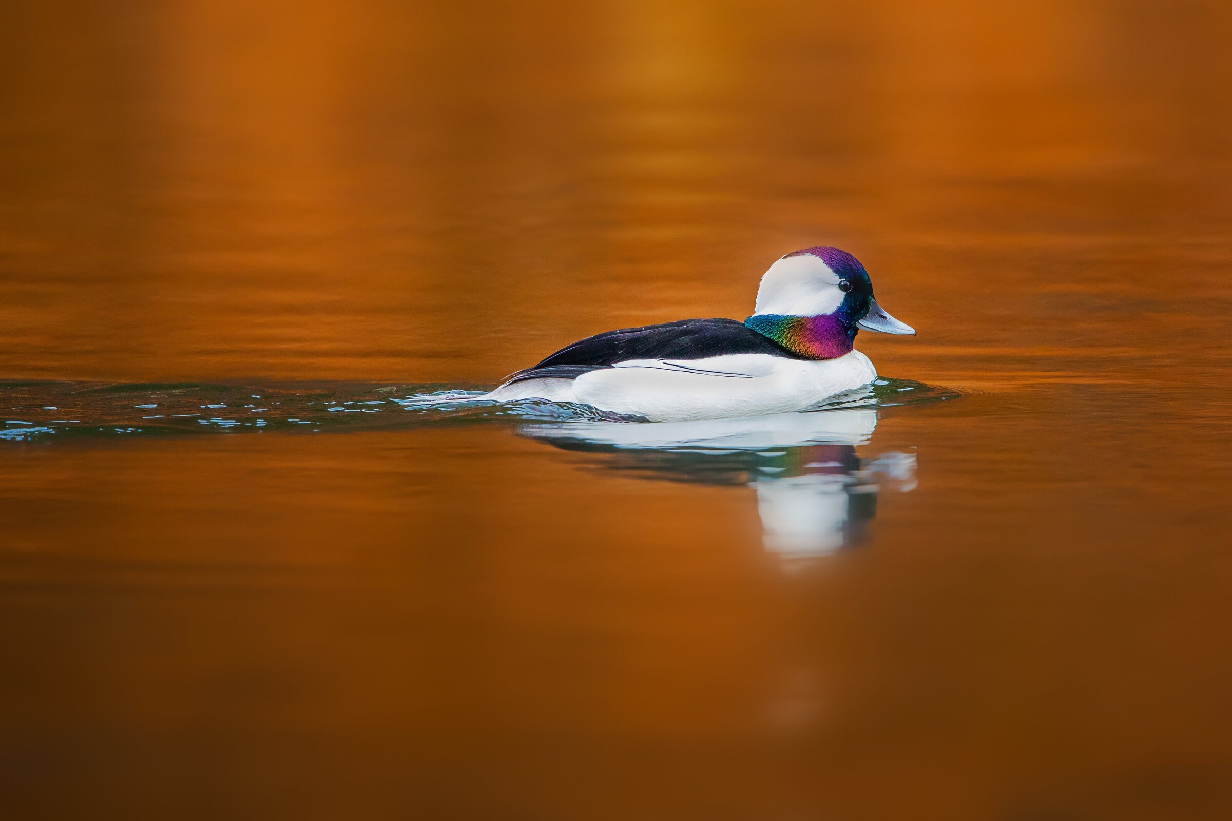 Bufflehead Duck Floating by Michael Kaal Photography 
