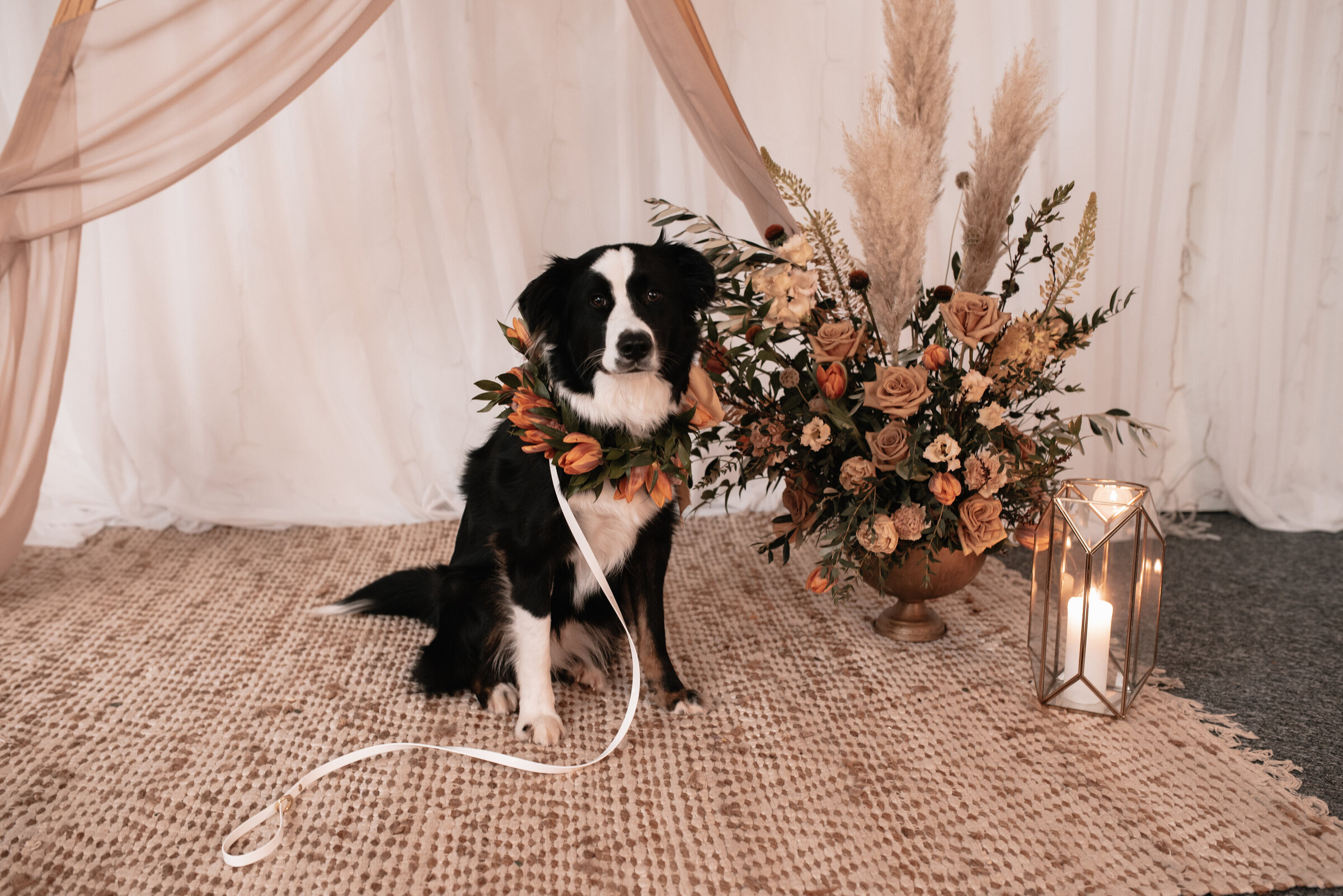 Collie puppy with floral collar sitting in front of ceremony set up with floral arrangement and pillar candles