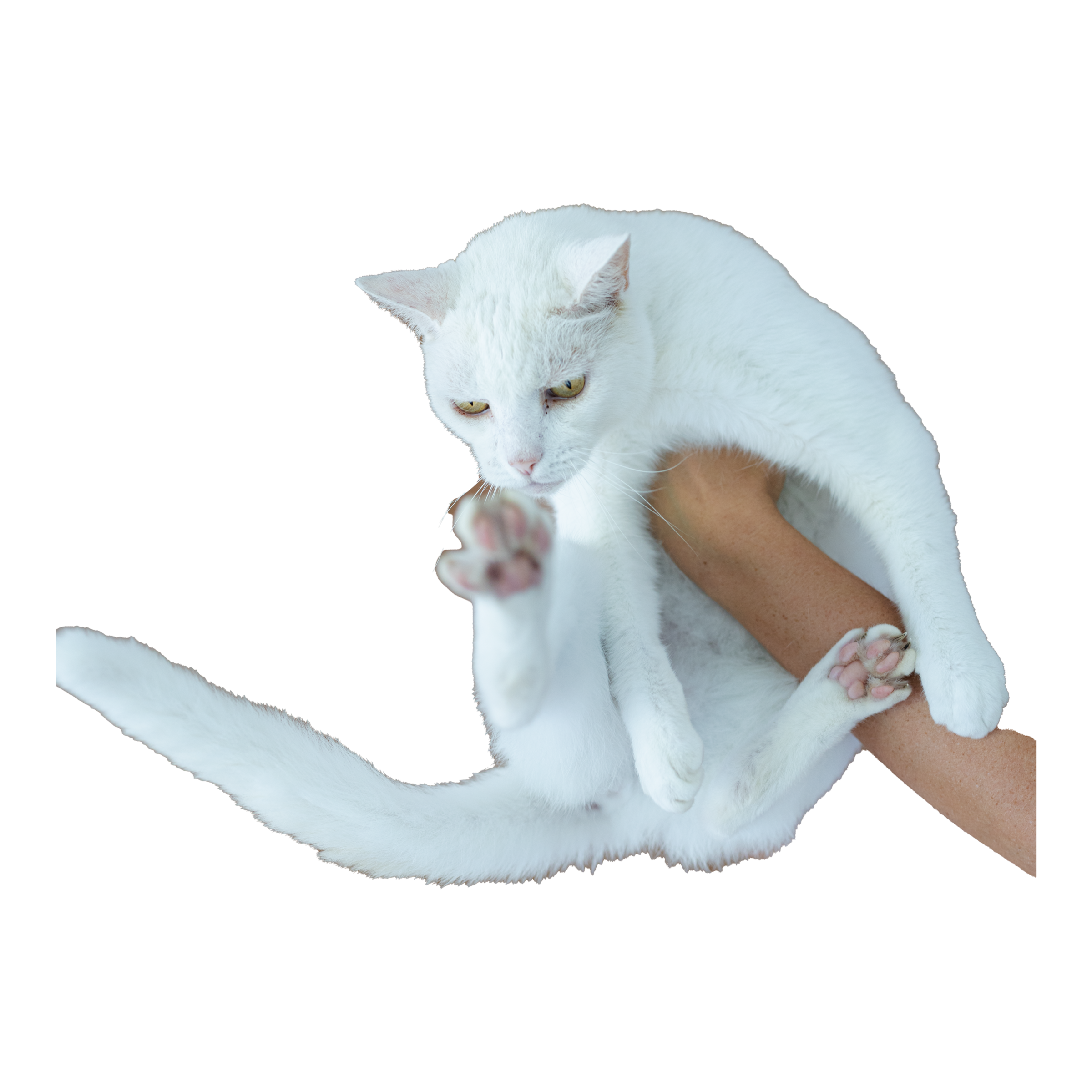 jaspy
