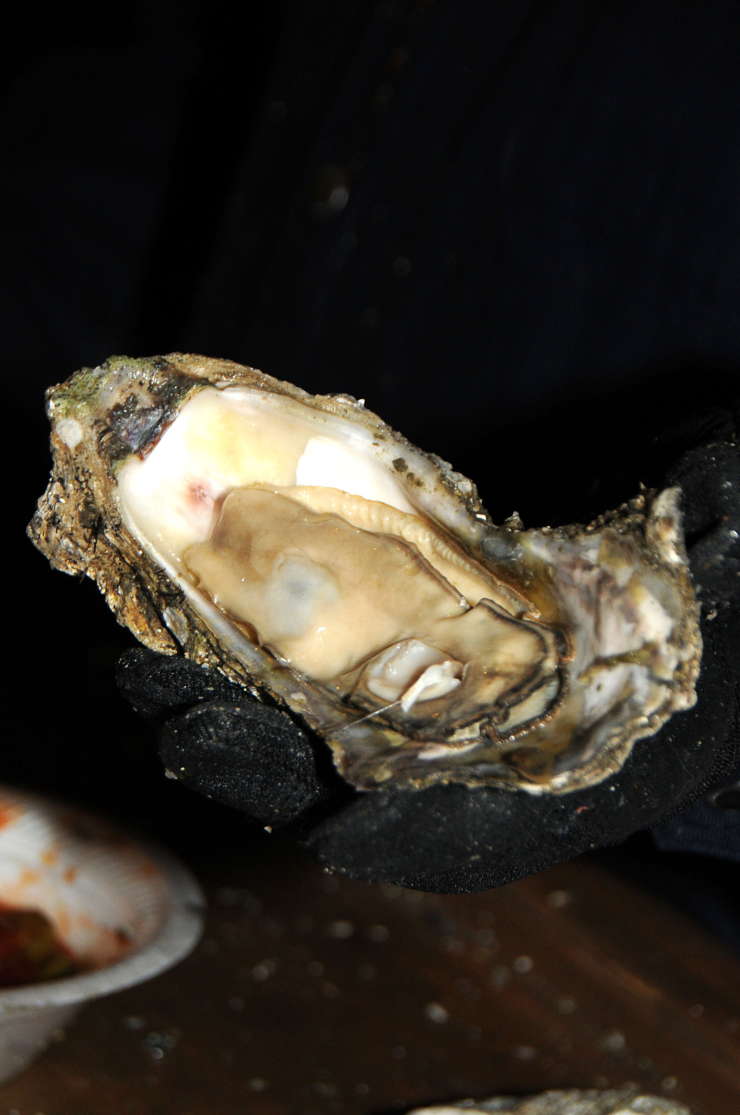 DSC_7197_edited-1