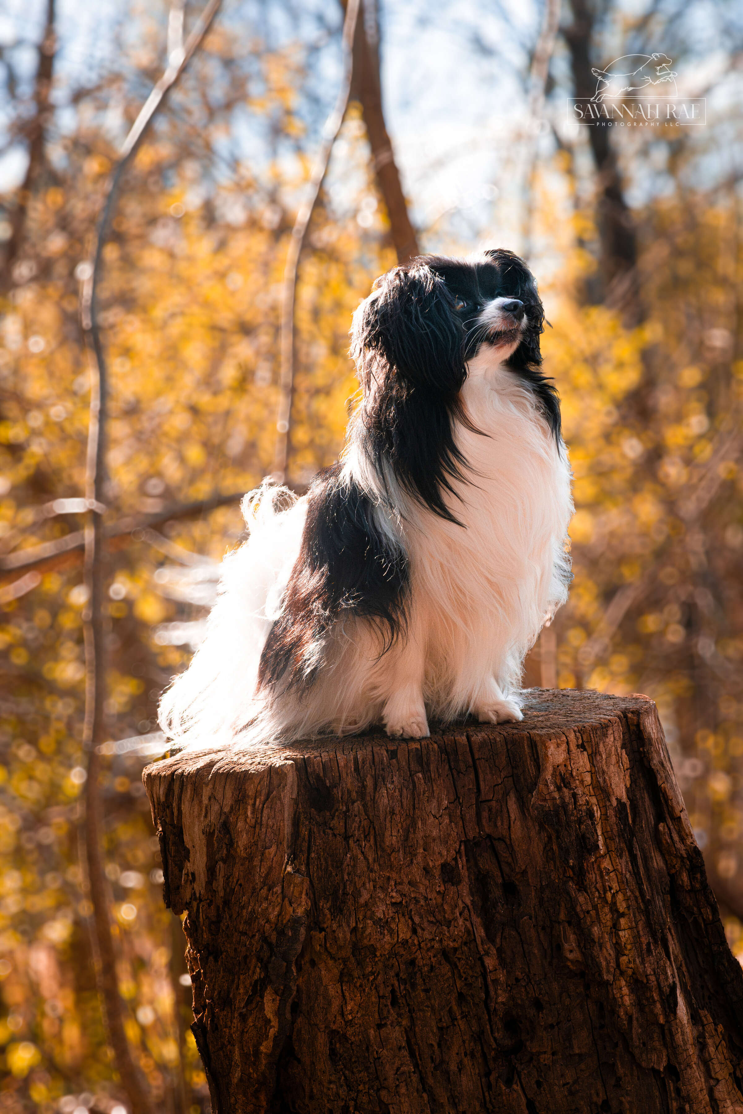 Canine Imagery-27