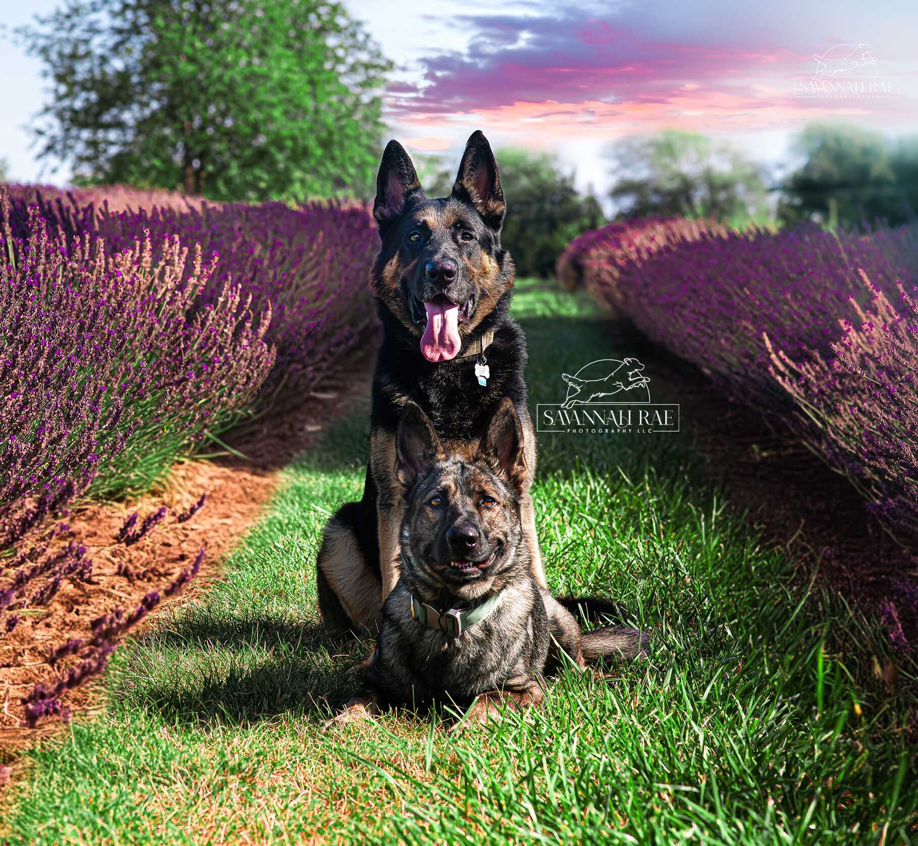 Lavender-9 SMLogo