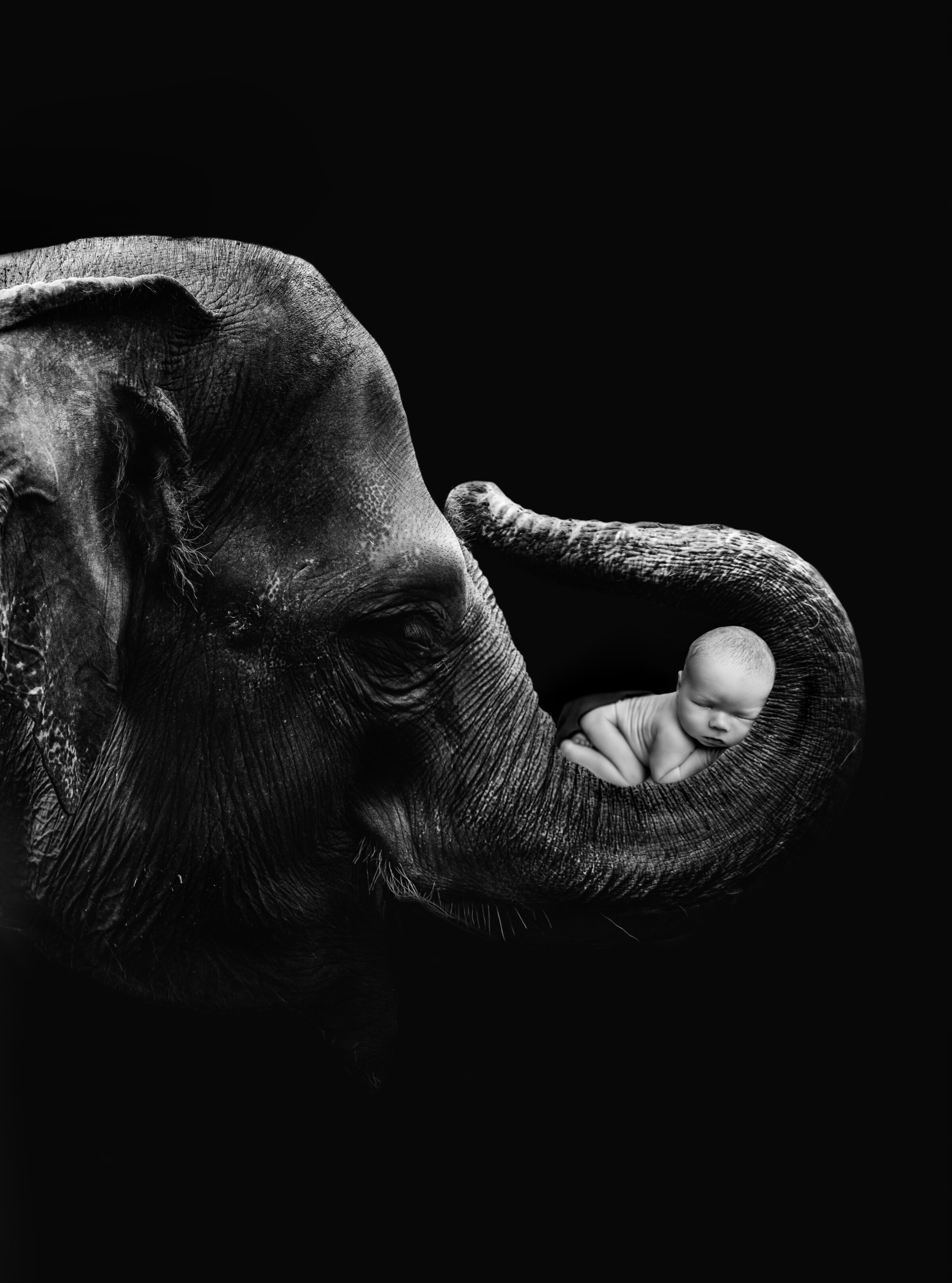 Elephant Composite