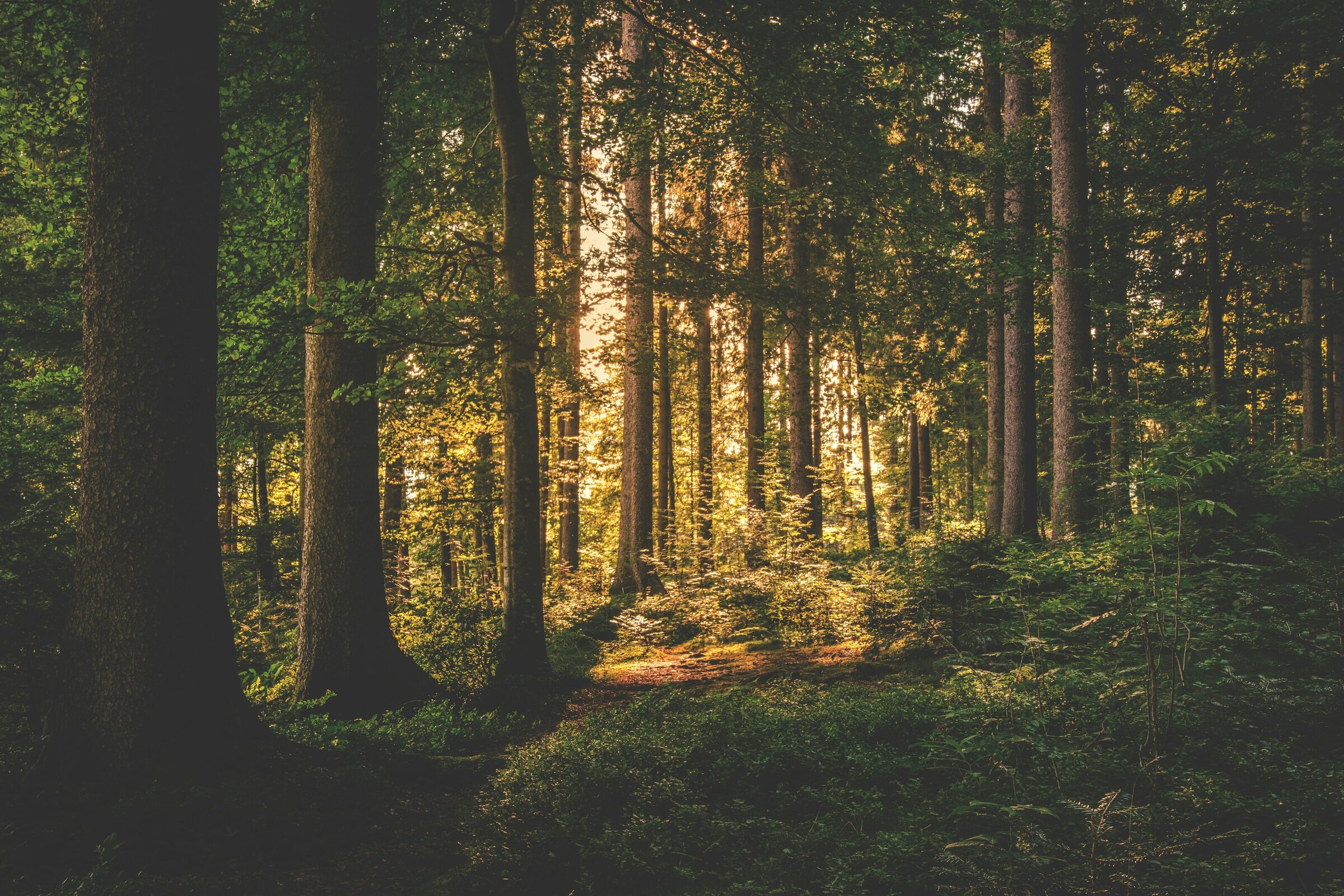 Image of a forrest with the sun peaking through the trees.