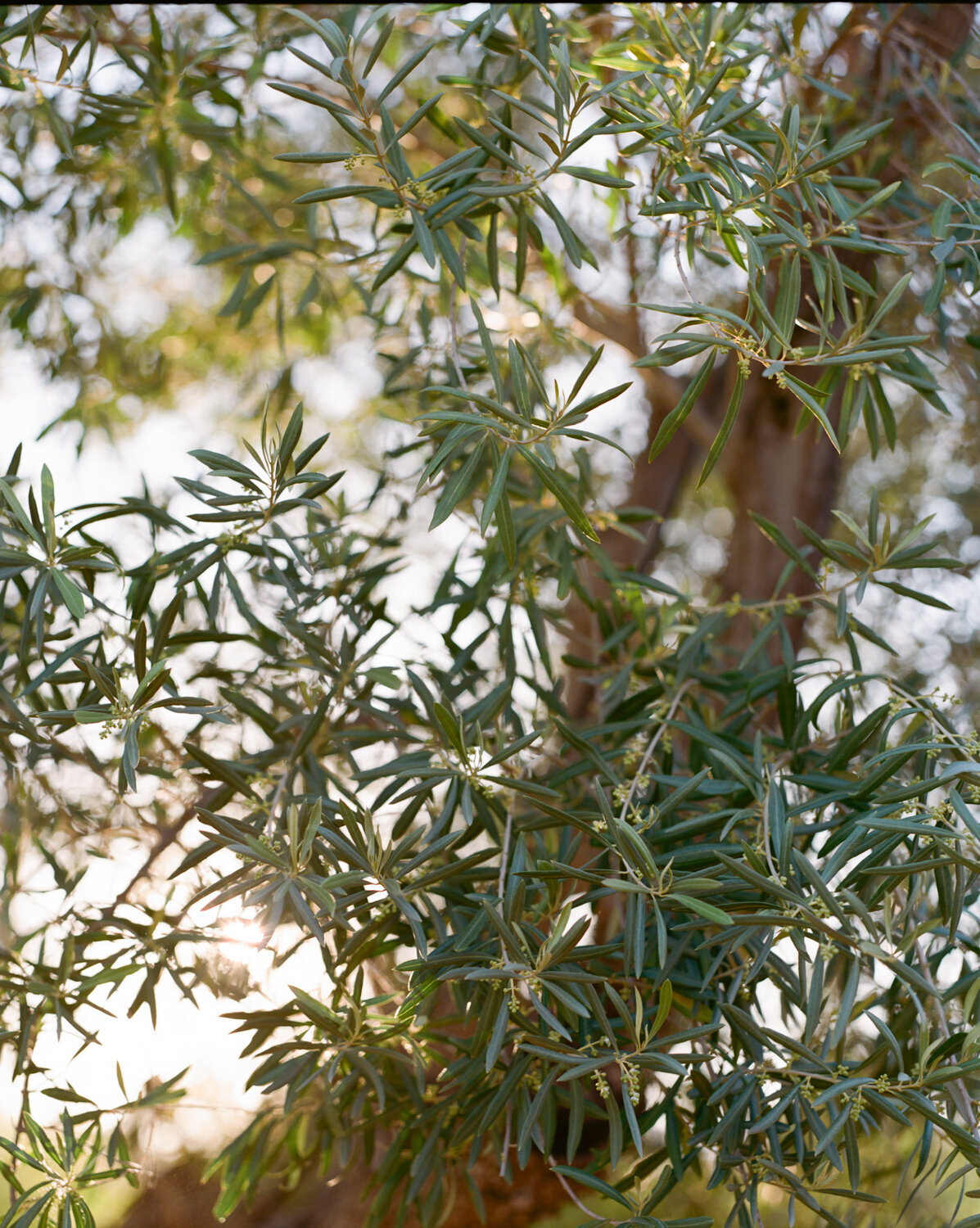 Ojai Valley Inn Wedding - Afrik Armando-111