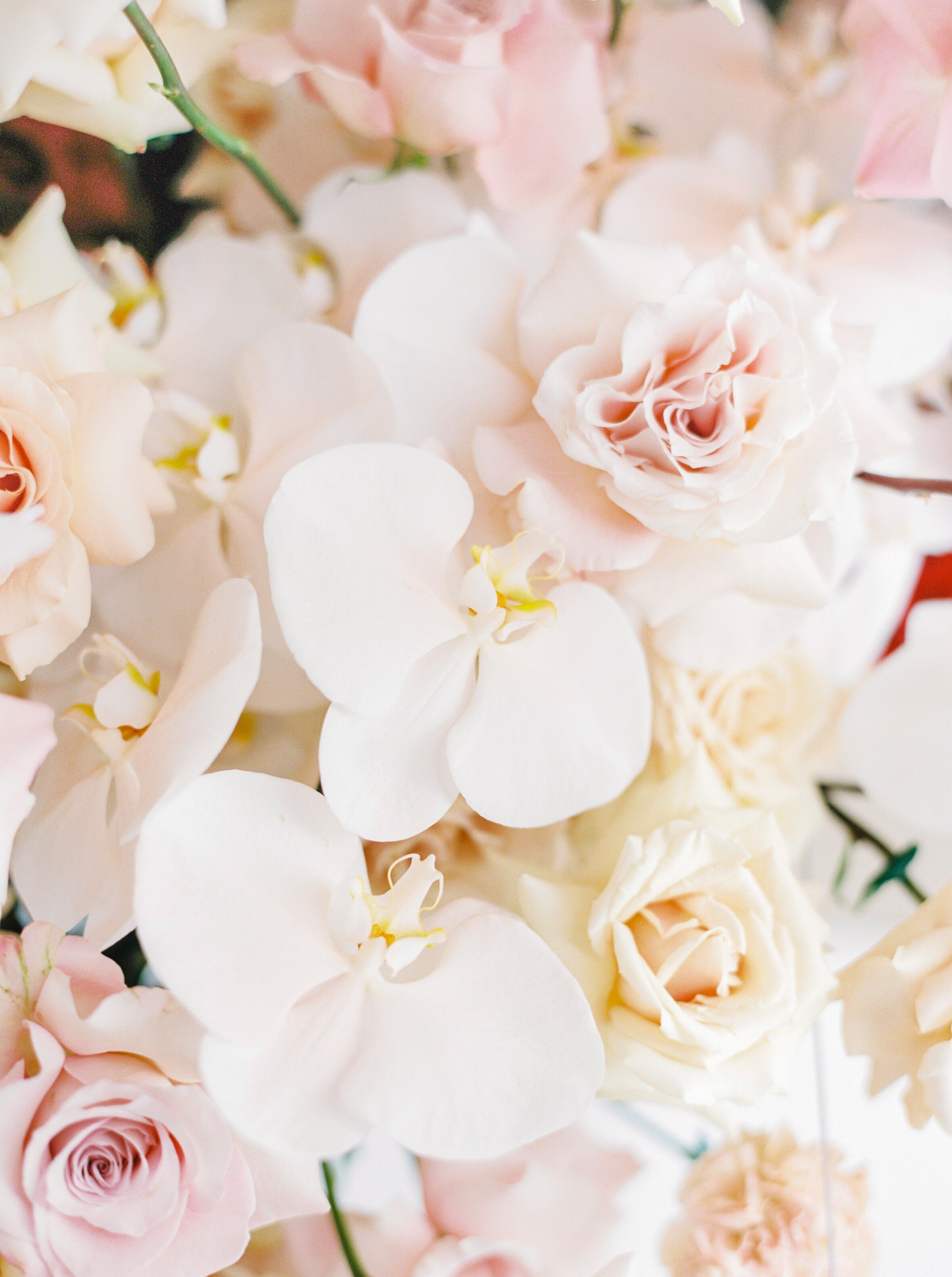 haute-stock-styled-stock-photo-subscription-love-in-bloom-final-11