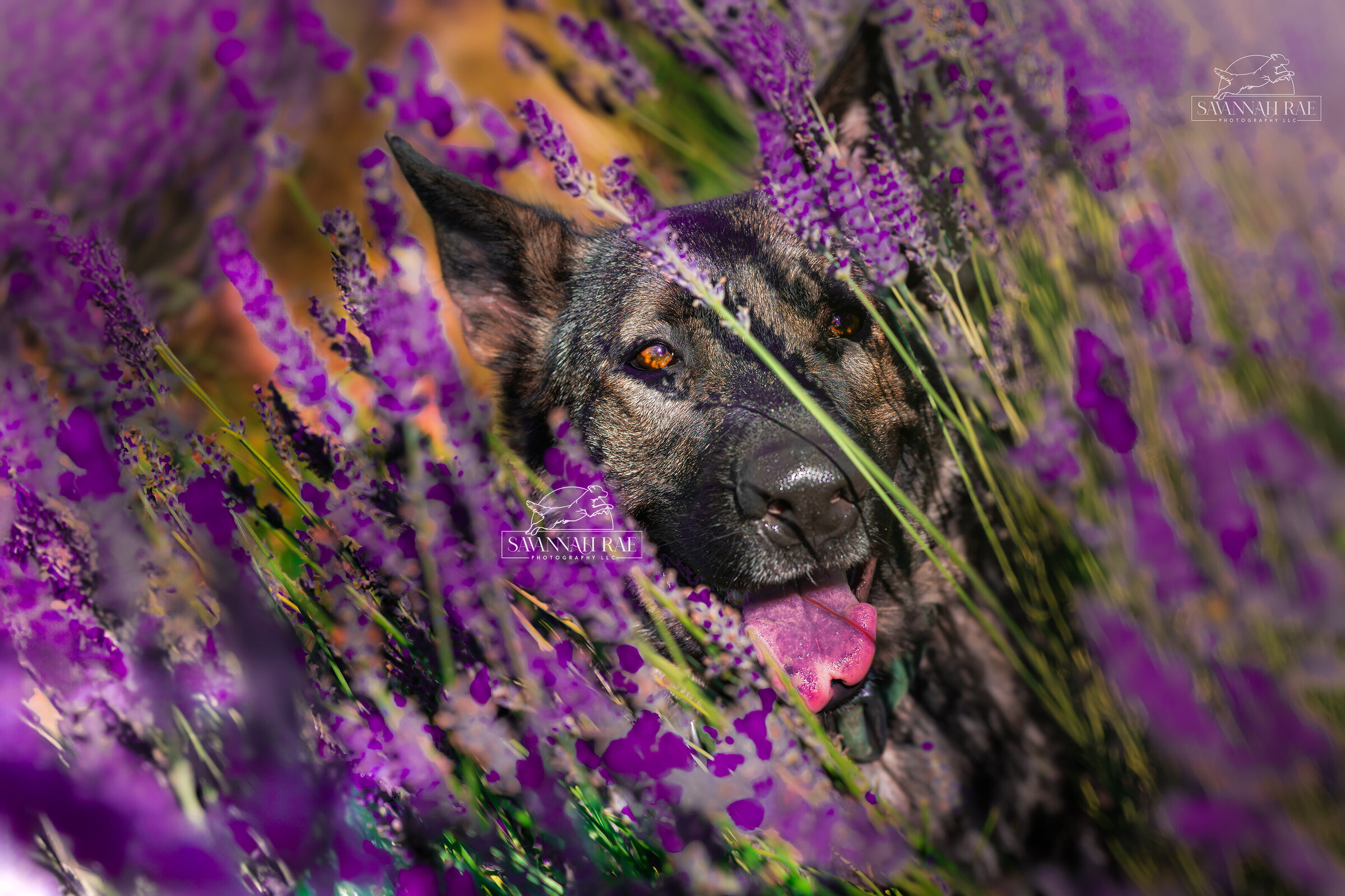 Lavender-1 SMlogo