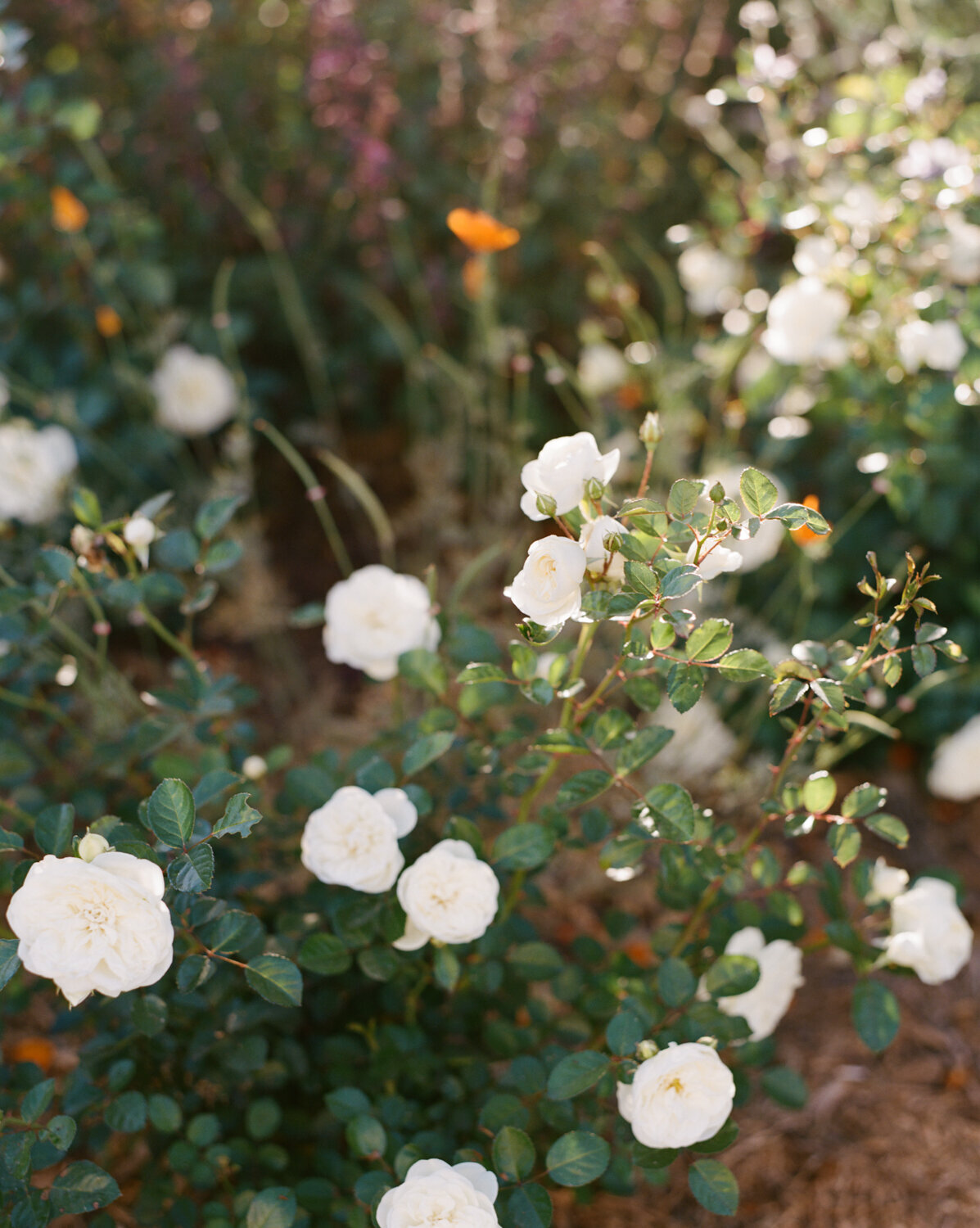 Ojai Valley Inn Wedding - Afrik Armando-113