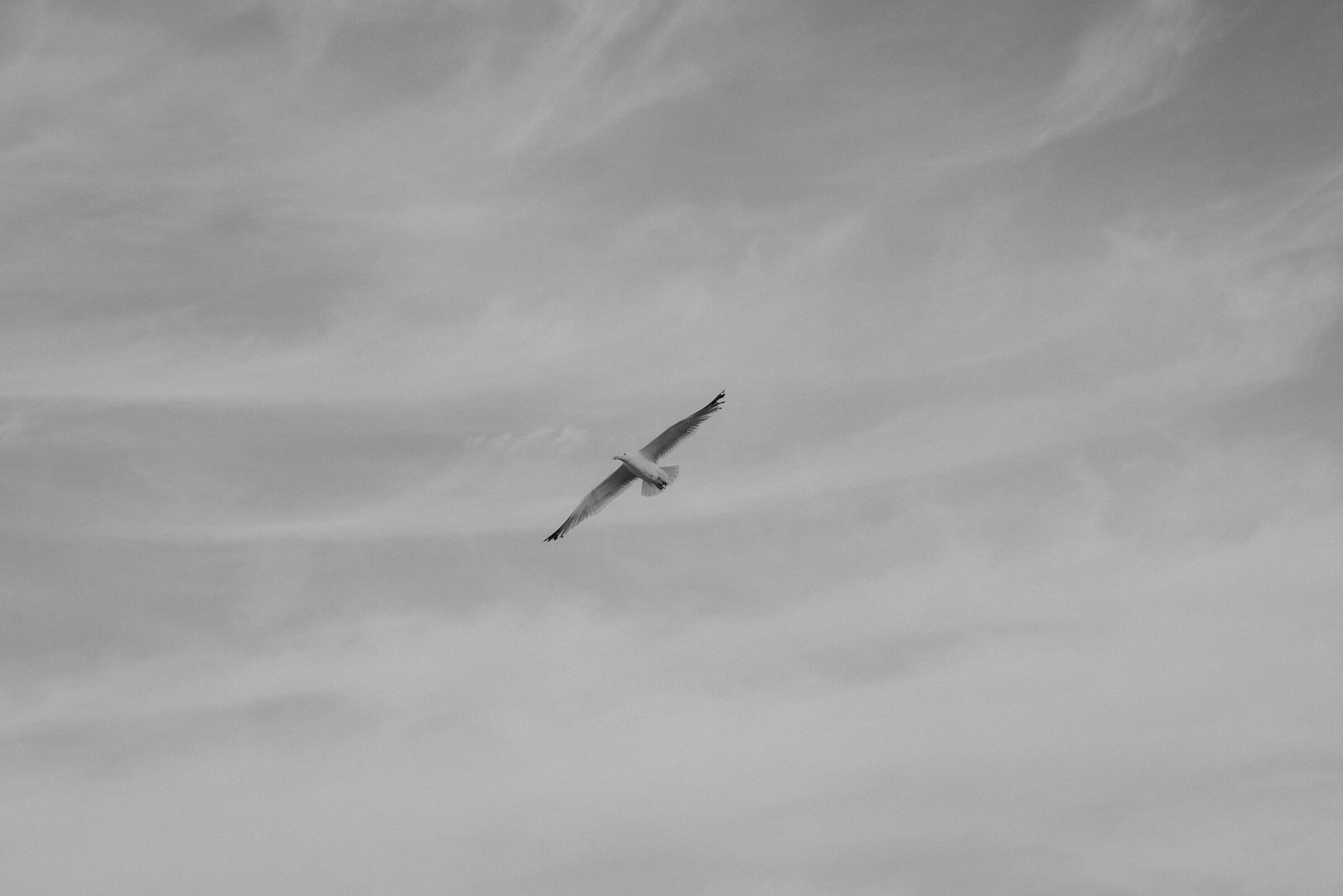 Vogel tijdens Golden Hour. Fotografie aan het strand.