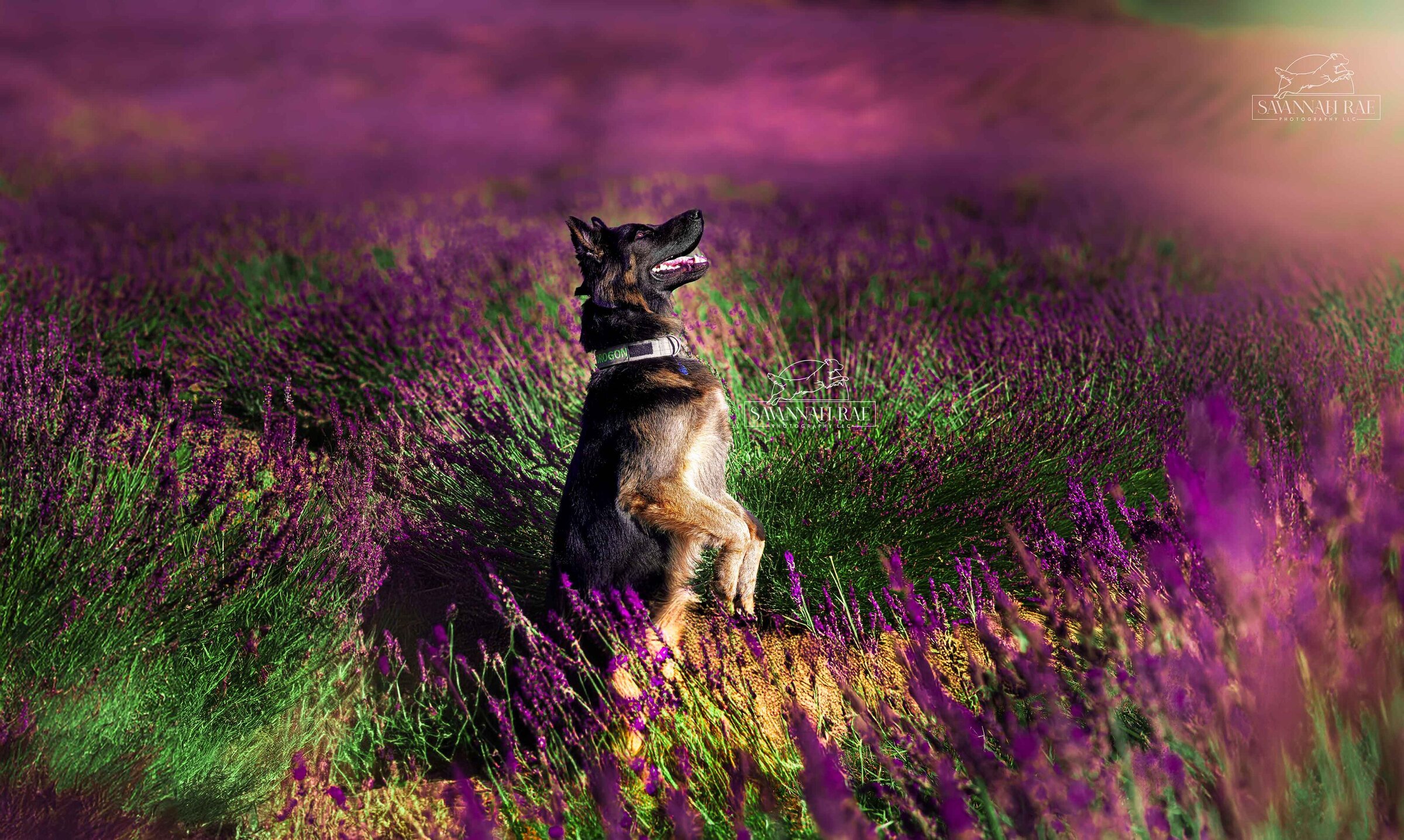 Lavender-2 SMLogo