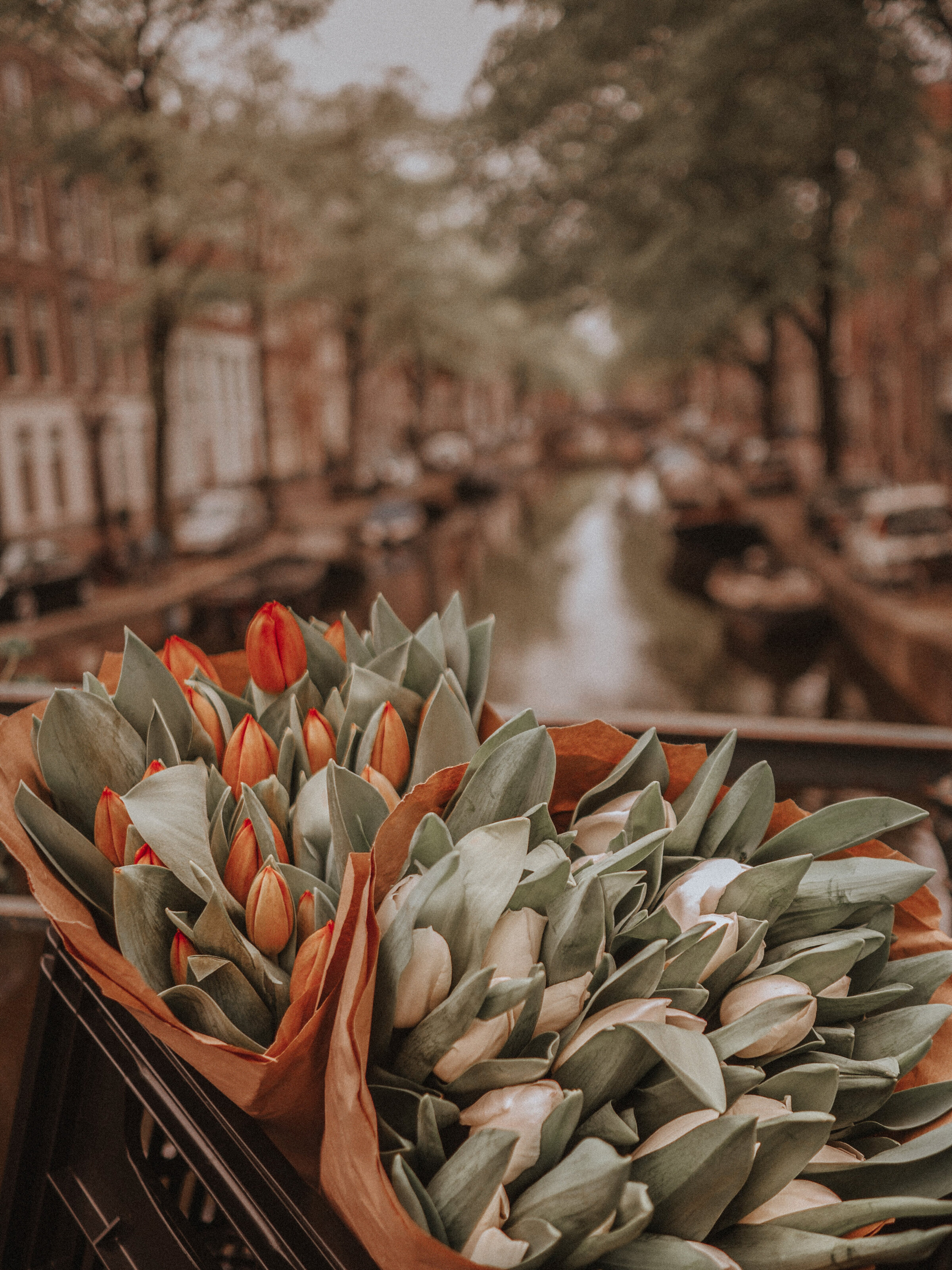 paper wrapped orange red tulips and creamy white tulips, on a bridge over a canal between two European city townhouse streets with small boats in the canal