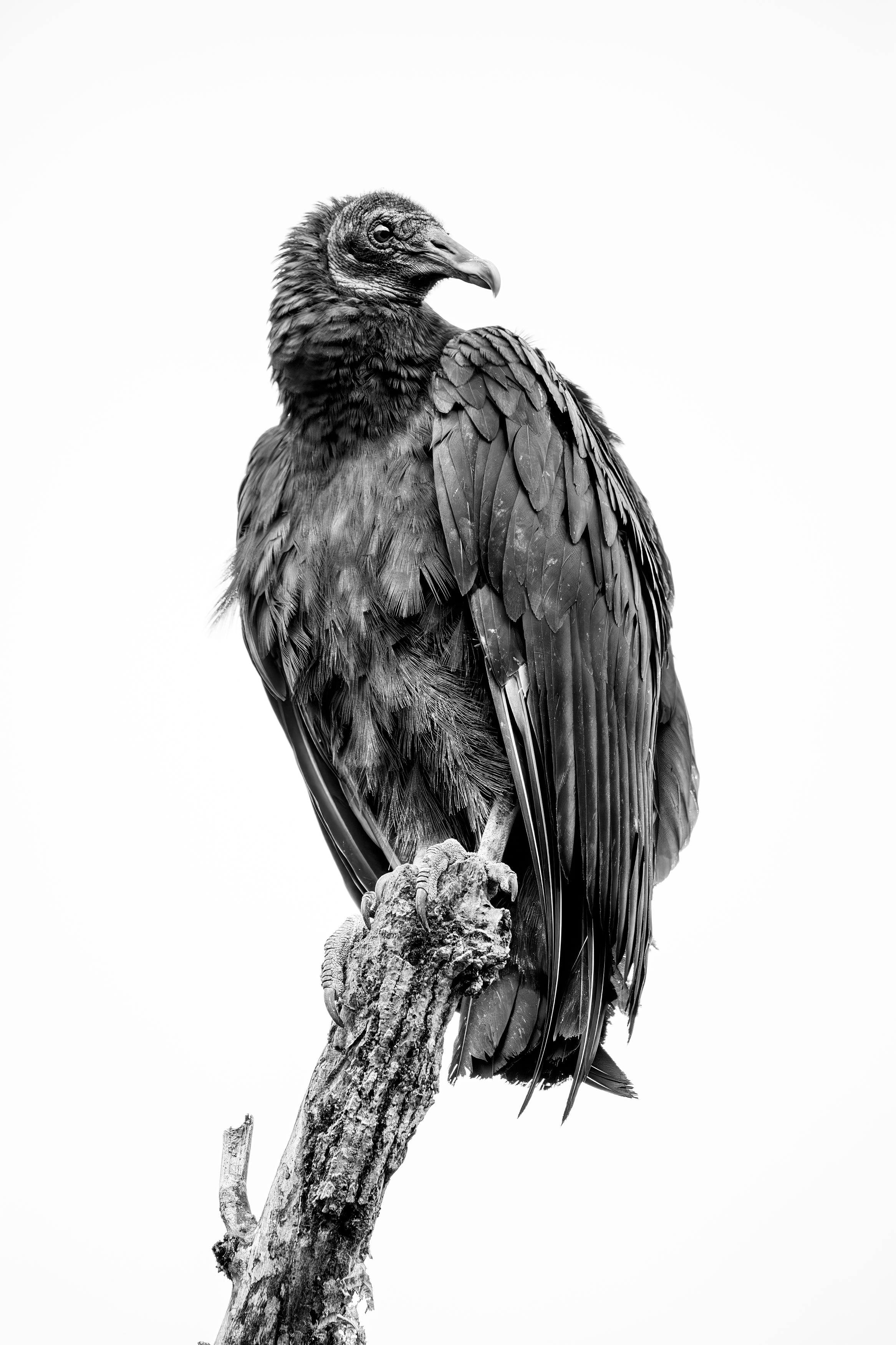 Vulture in Black and White by Michael Kaal Photography 