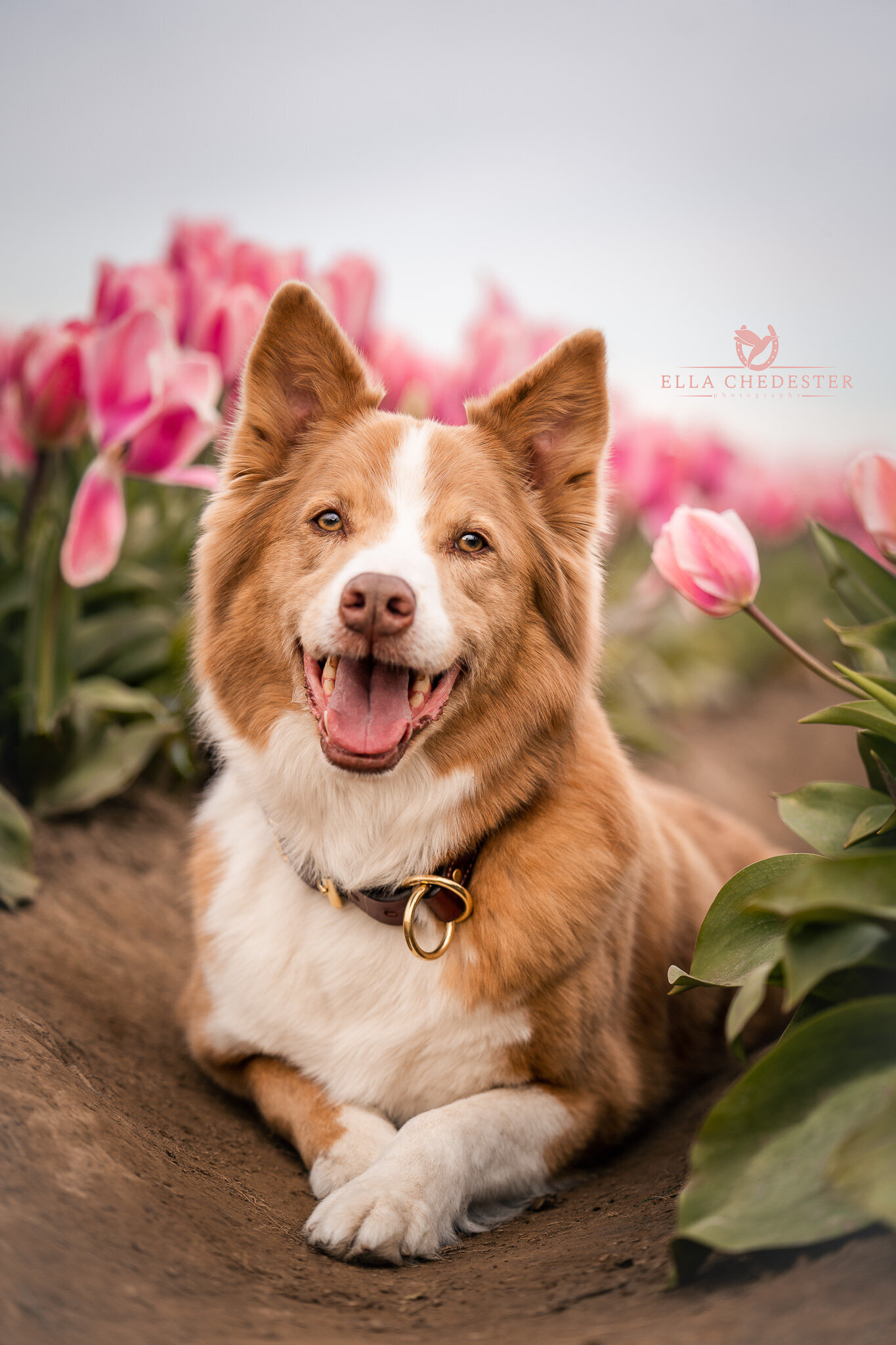 Wooden Shoe Tulip Festival Web Release (7)