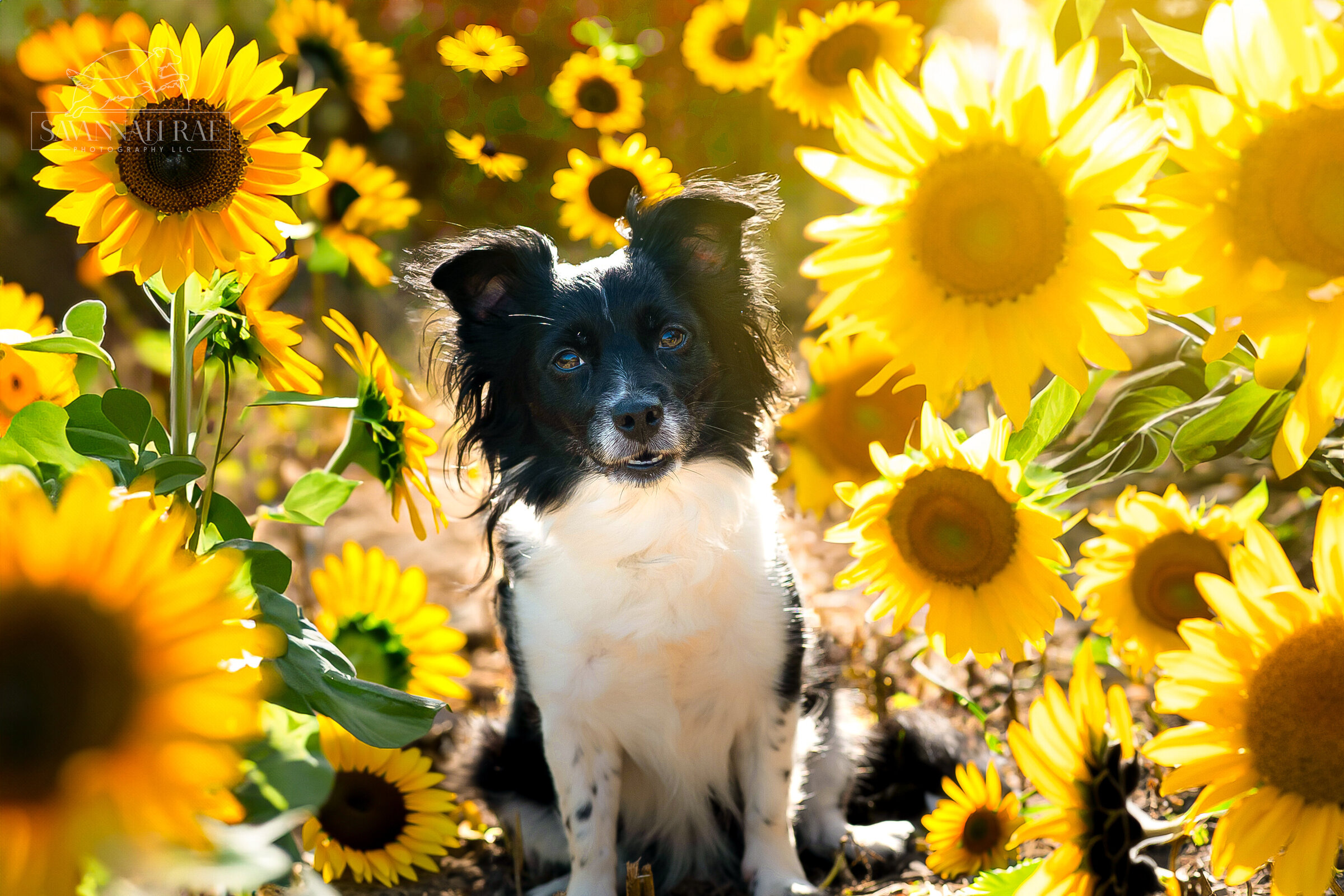 Taylor and Mollie Sunflower-5