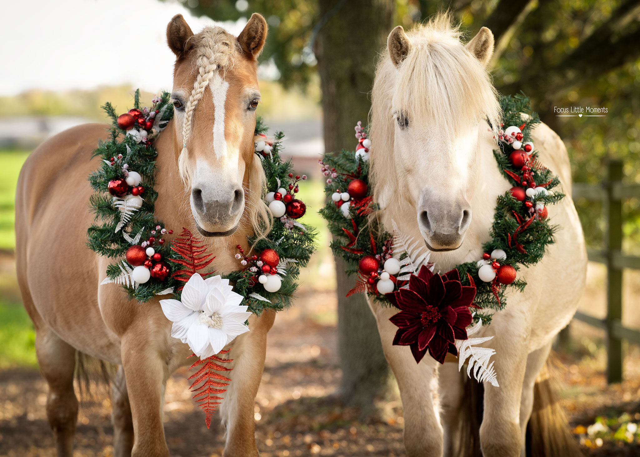 _DSC1488-bewerkt-FocusLittleMomentsSocialMedia