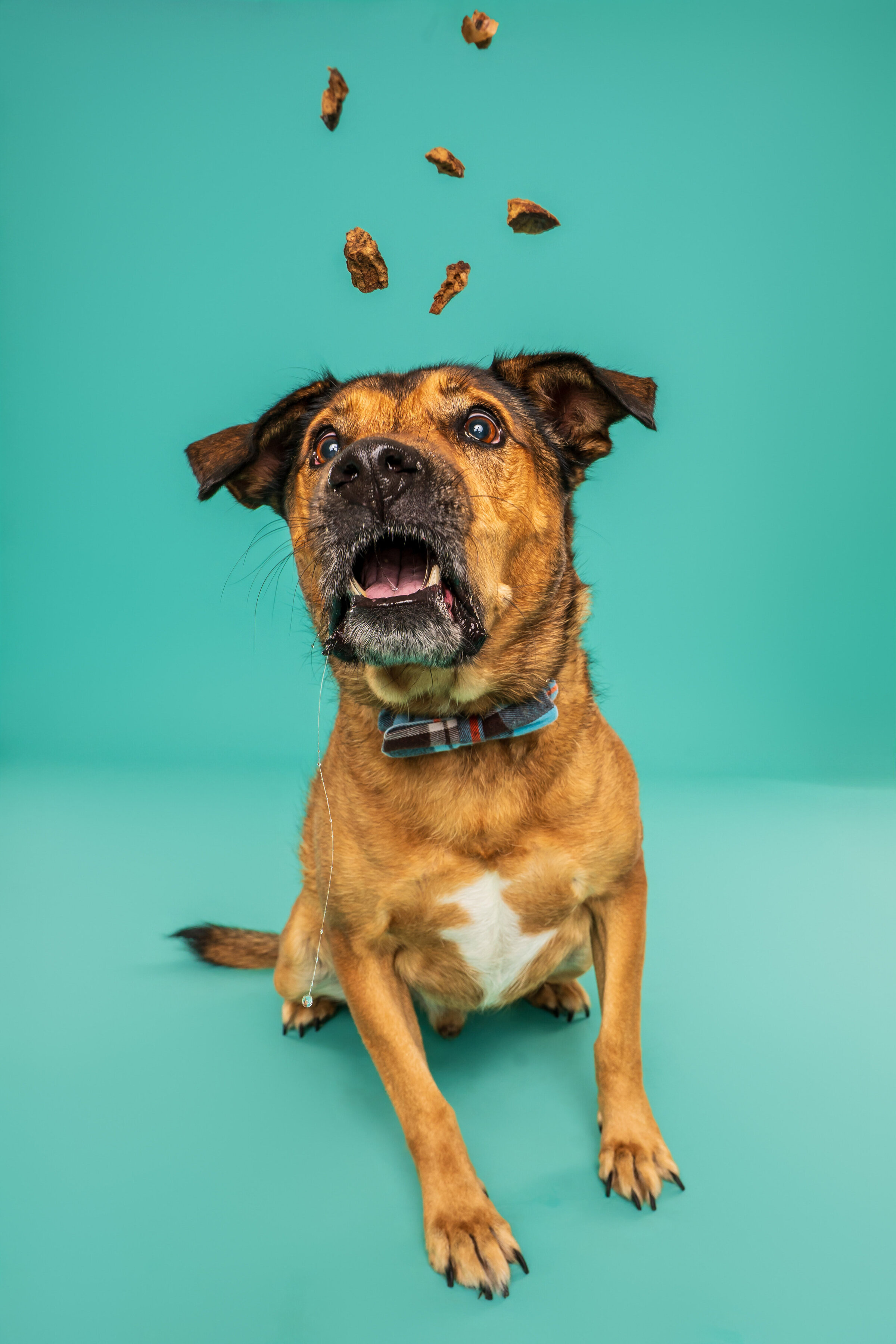 dog catching treats
