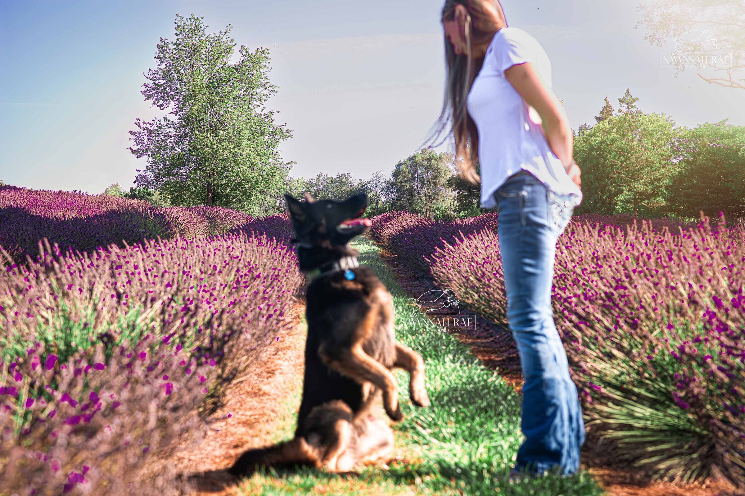 Lavender-6 SMLogo