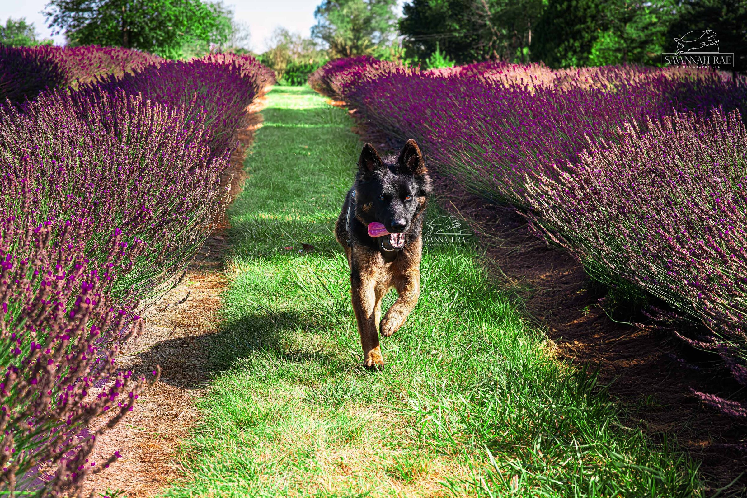 Lavender-11 SMLogo