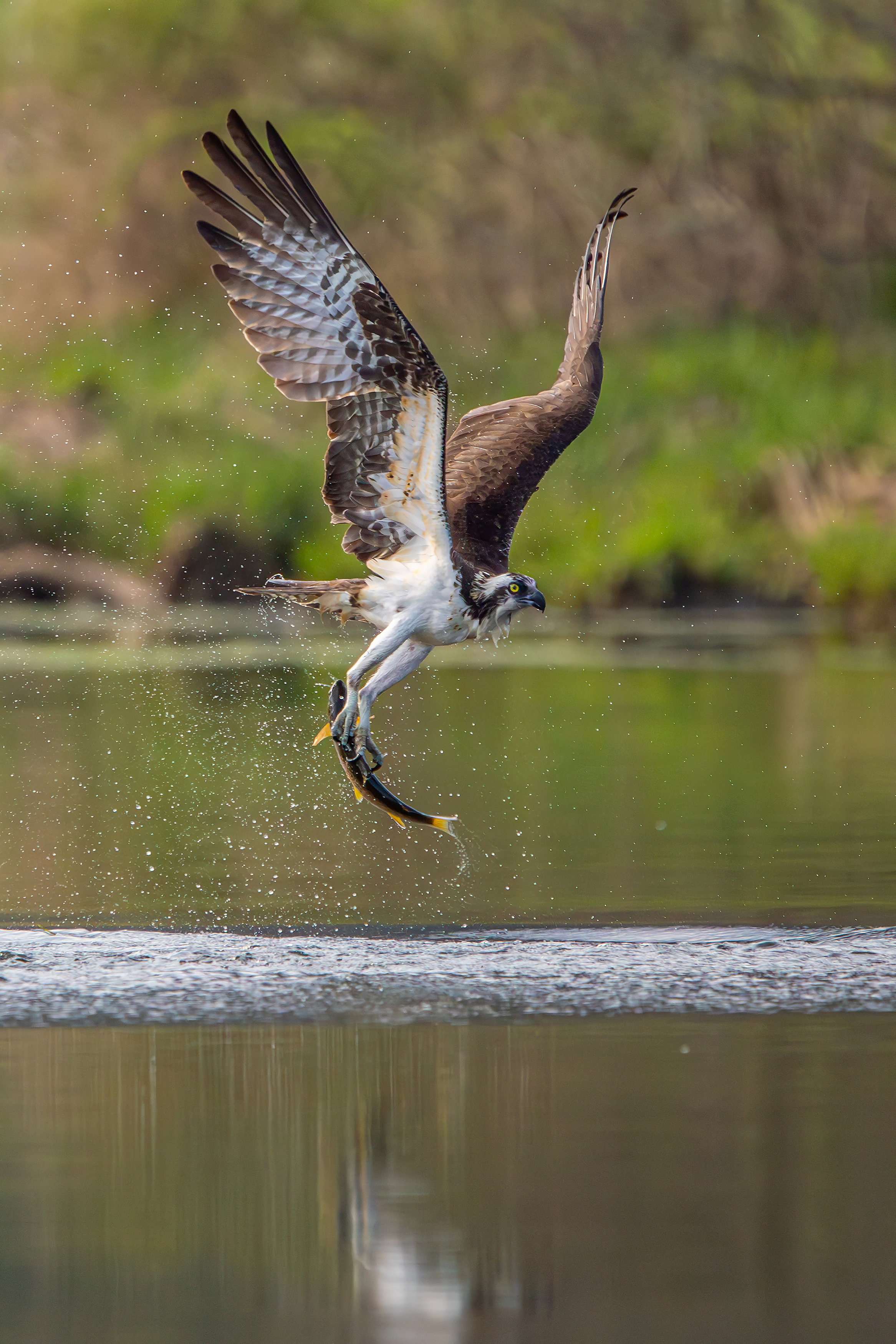 Osprey Catching Trout by Michael Kaal Photography 