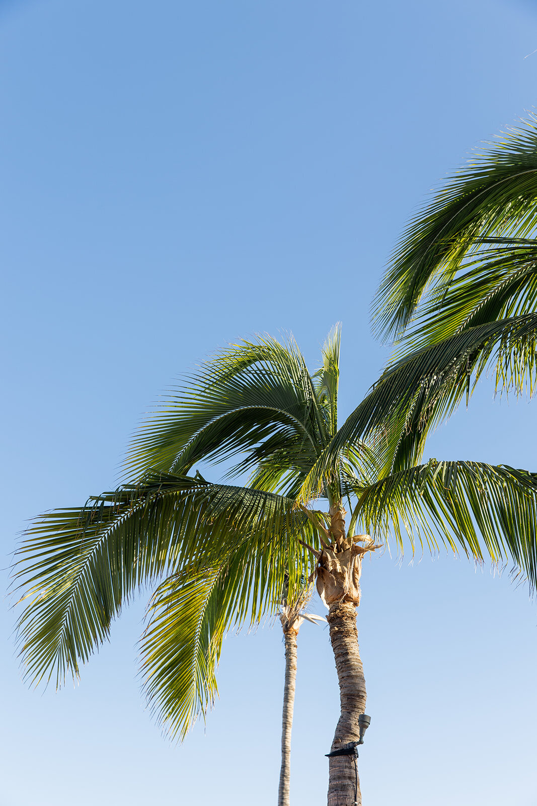 Karlie Colleen Photography - Taylor & Blake - Cabo Mexico Wedding - Hacienda Cocina & Cantina-185