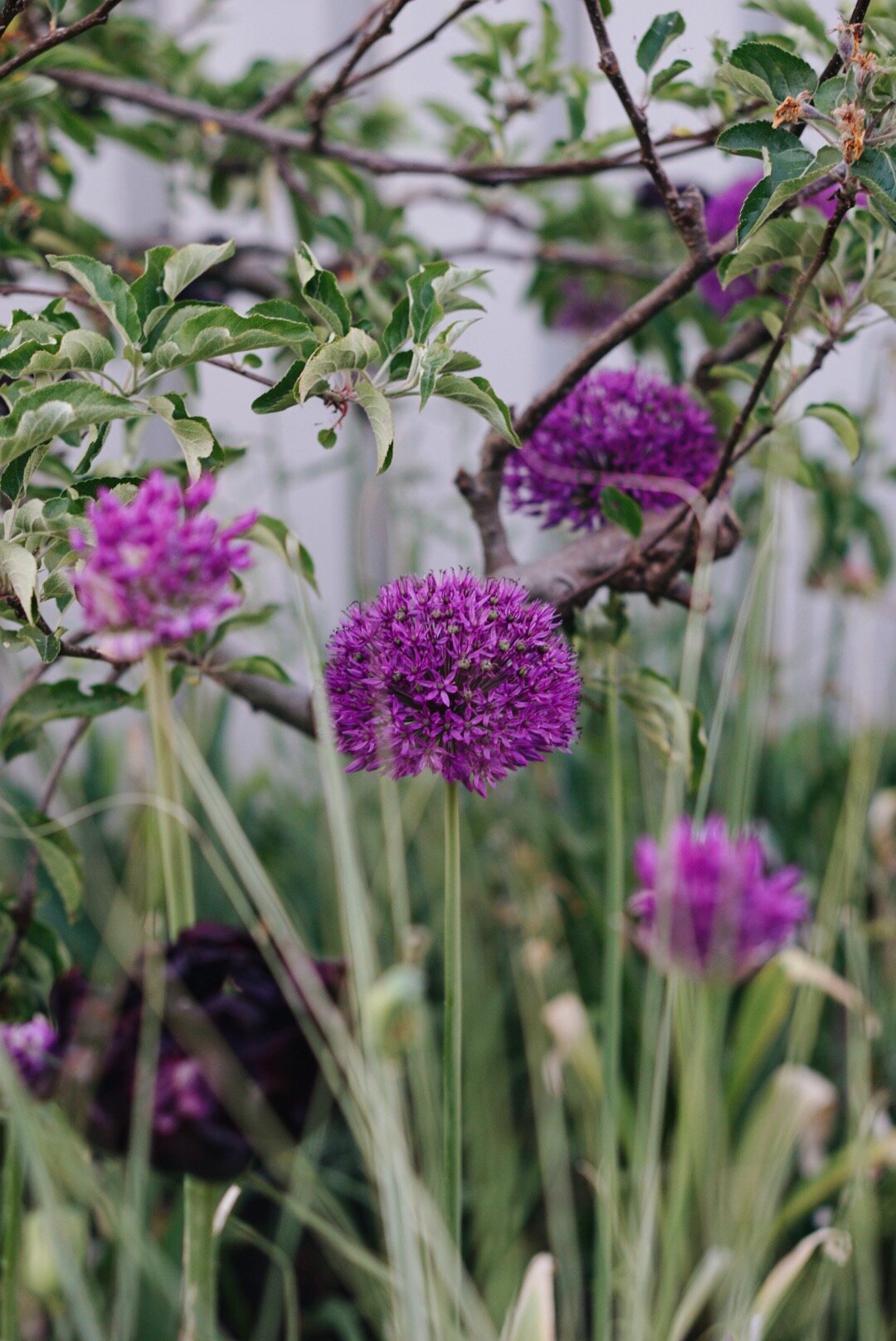 Allium 'Purple Sensation' in vroege zomertuin