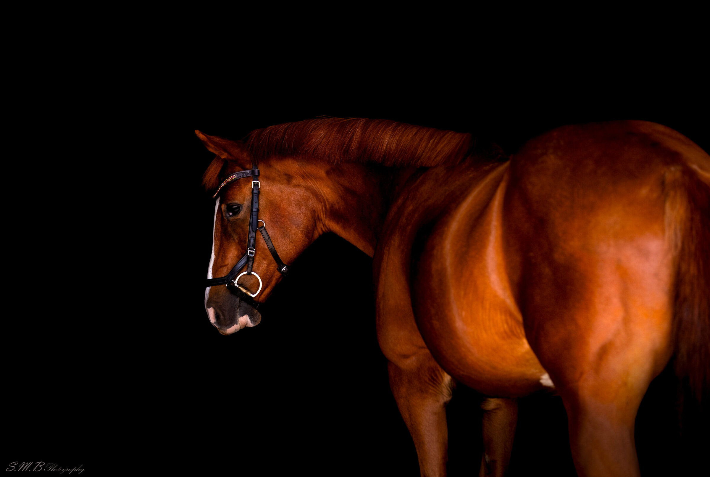 20241023-20241023-_MG_7769 copy