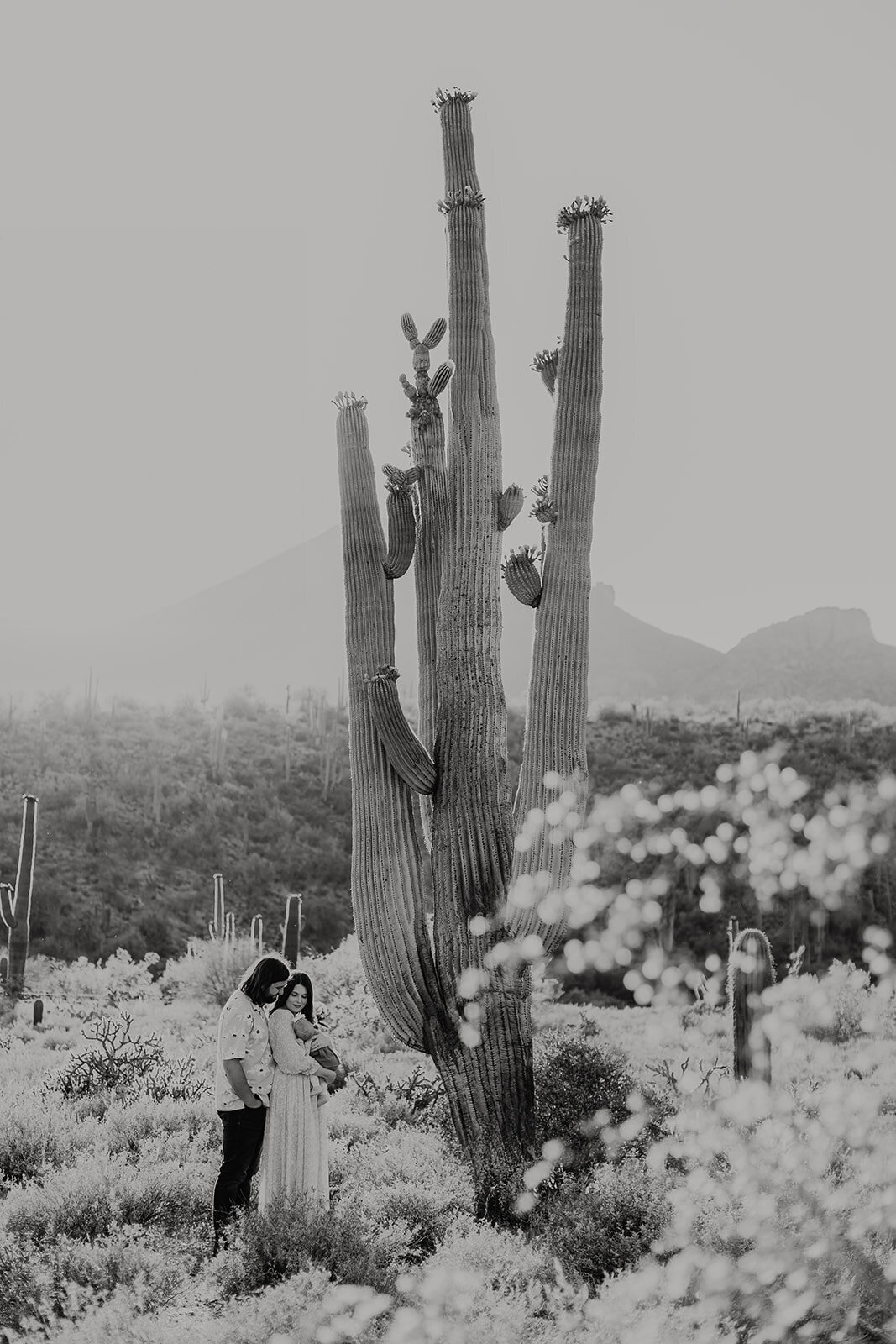 Family portrait of a family of three, mom, dad and a small baby, standing underneath a large cactus  during sunset in cave creek arizona