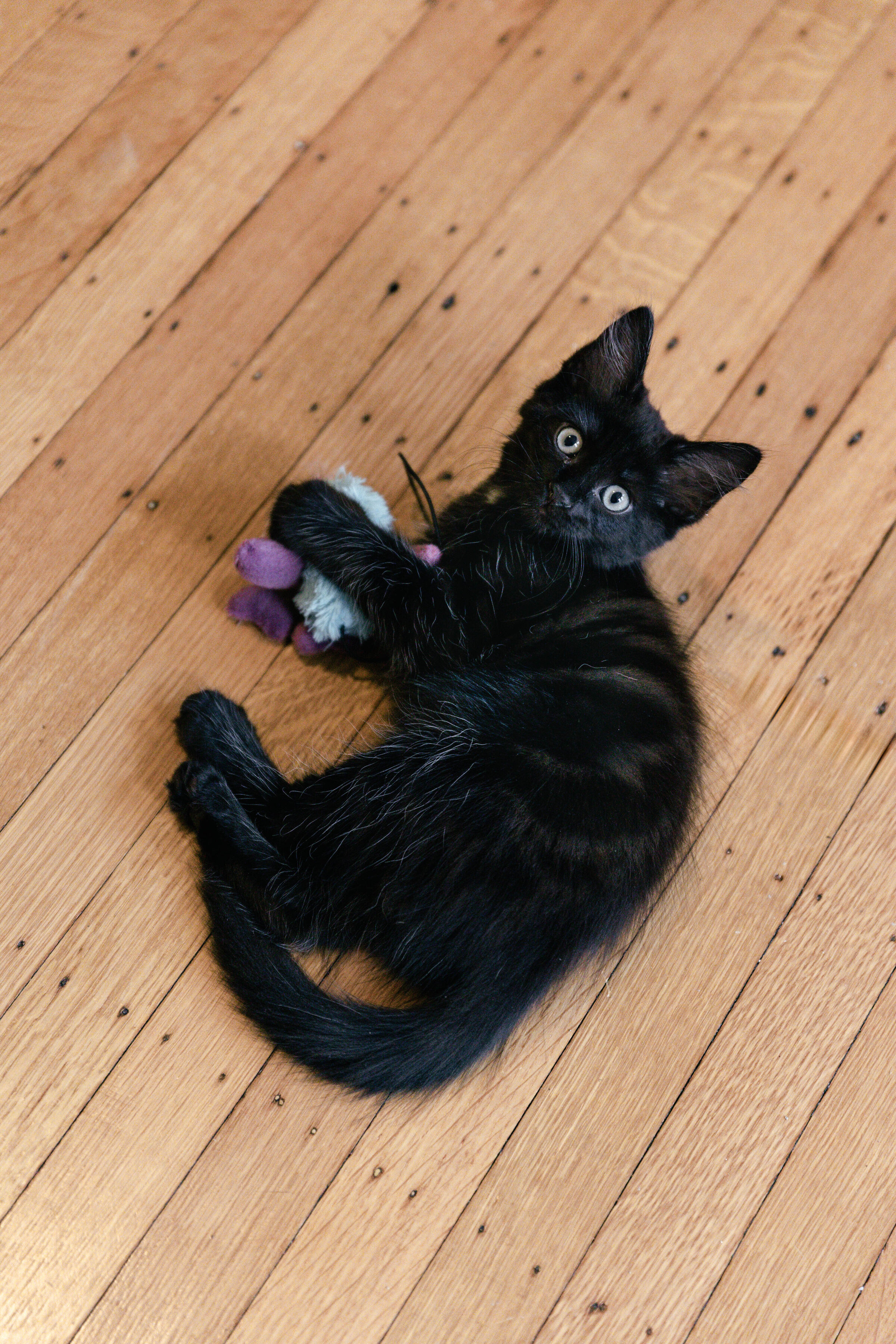 Mochi&Lulu_Cats_23-22