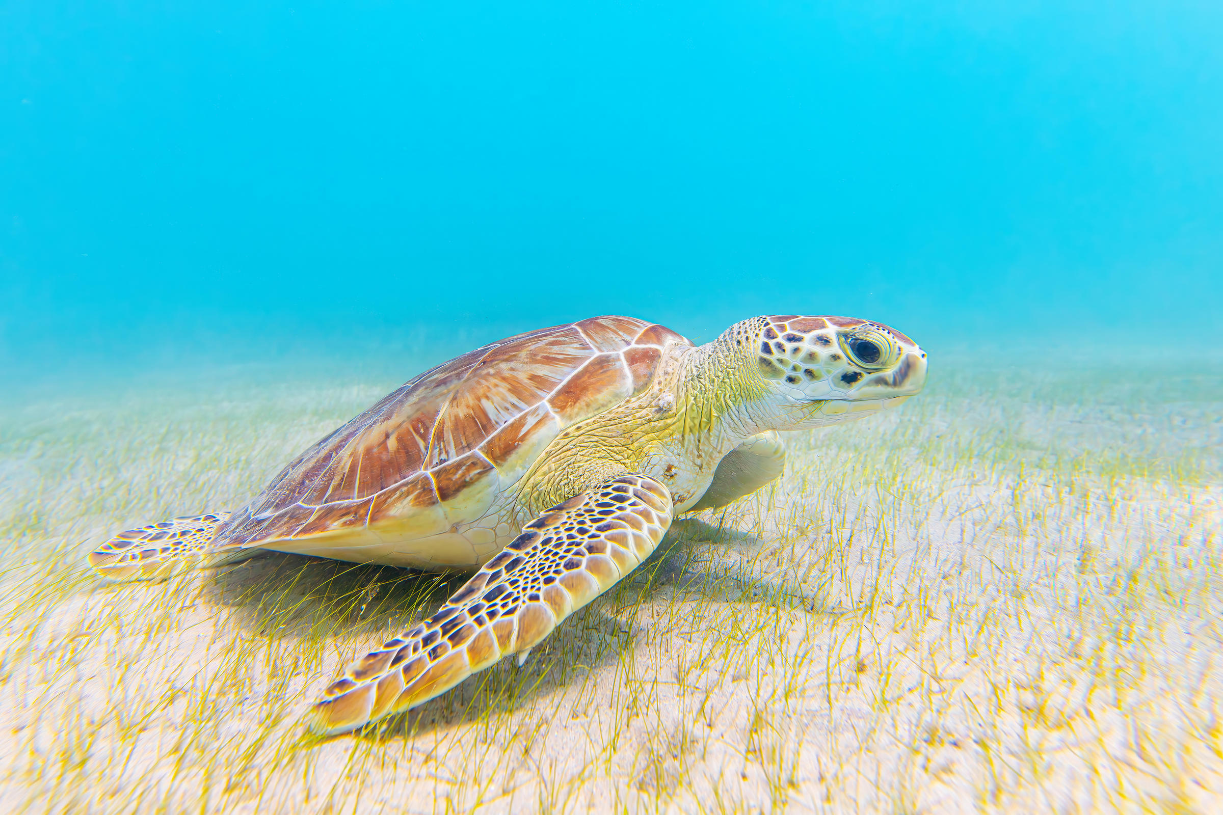 Green Sea Turtle by Michael Kaal Photography 