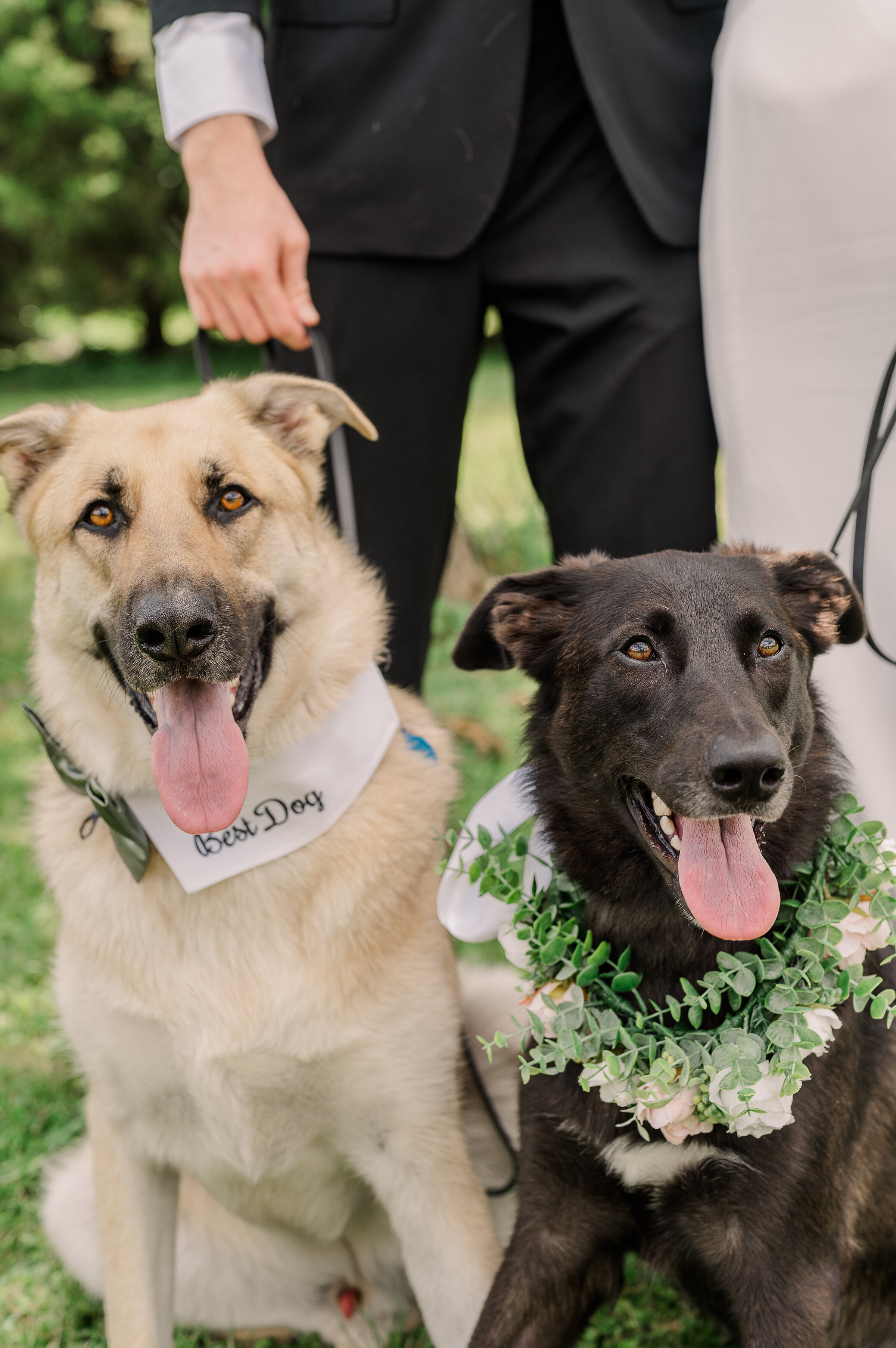 Two dogs sitting at the end of the aisle during a wedding ceremony