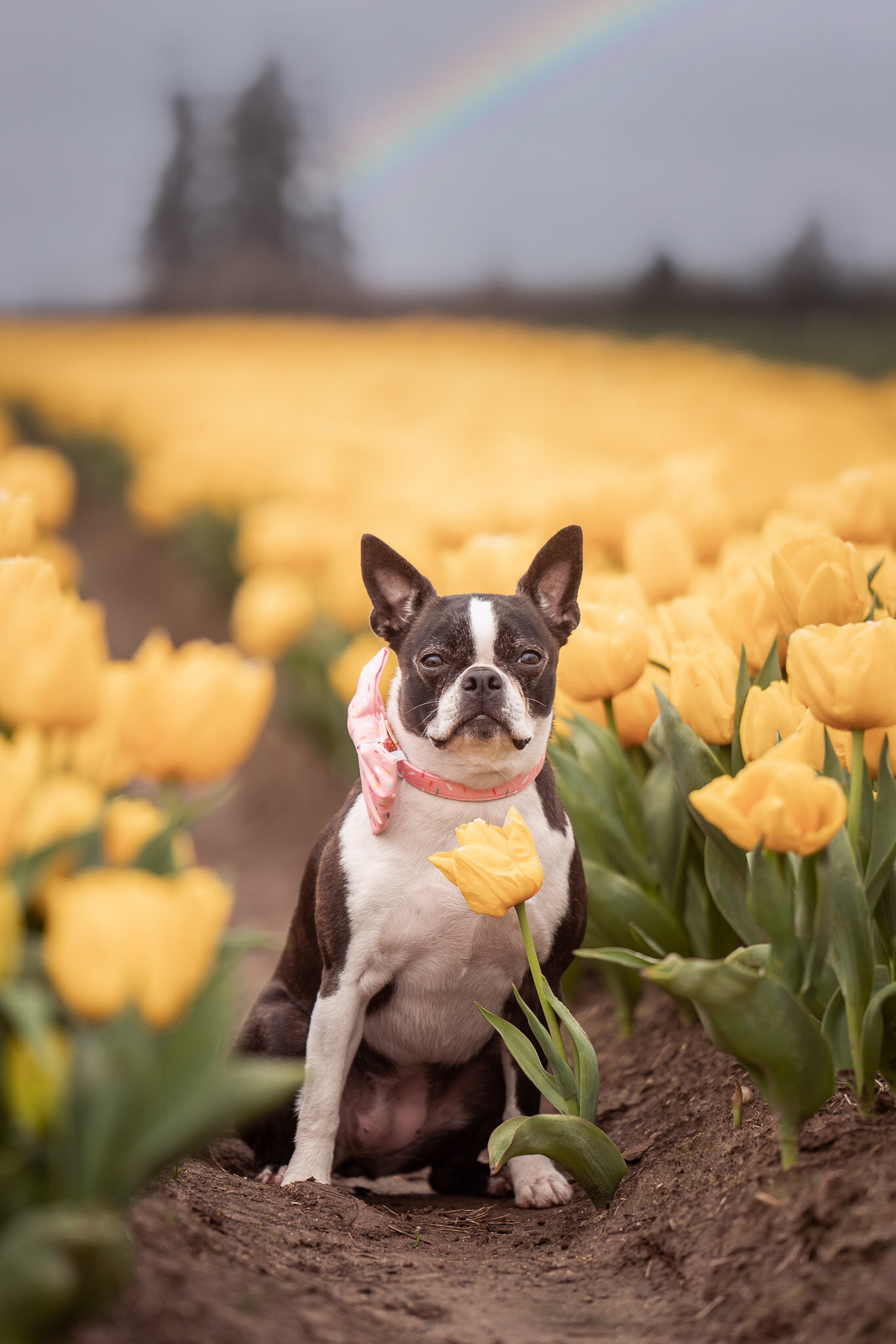 Pokey at the Tulips (1) Web