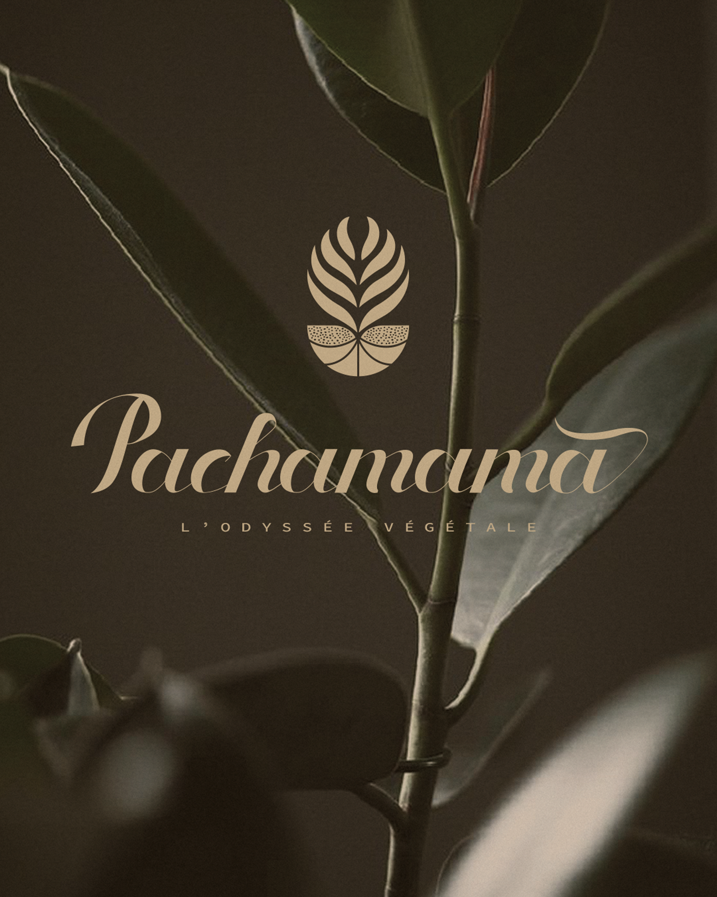 PACHA-2