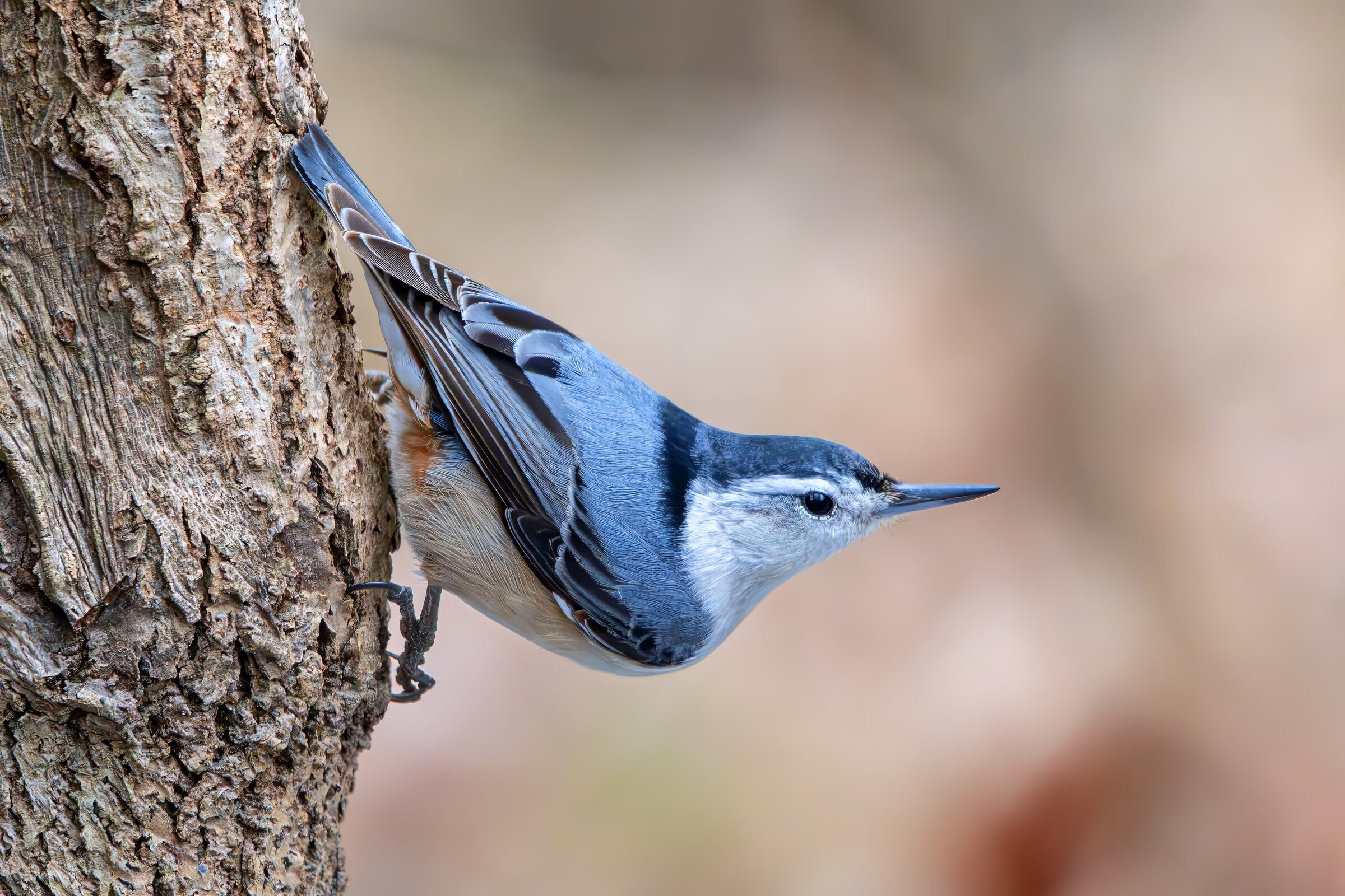 White Breasted Nuthatch by Michael Kaal Photography 