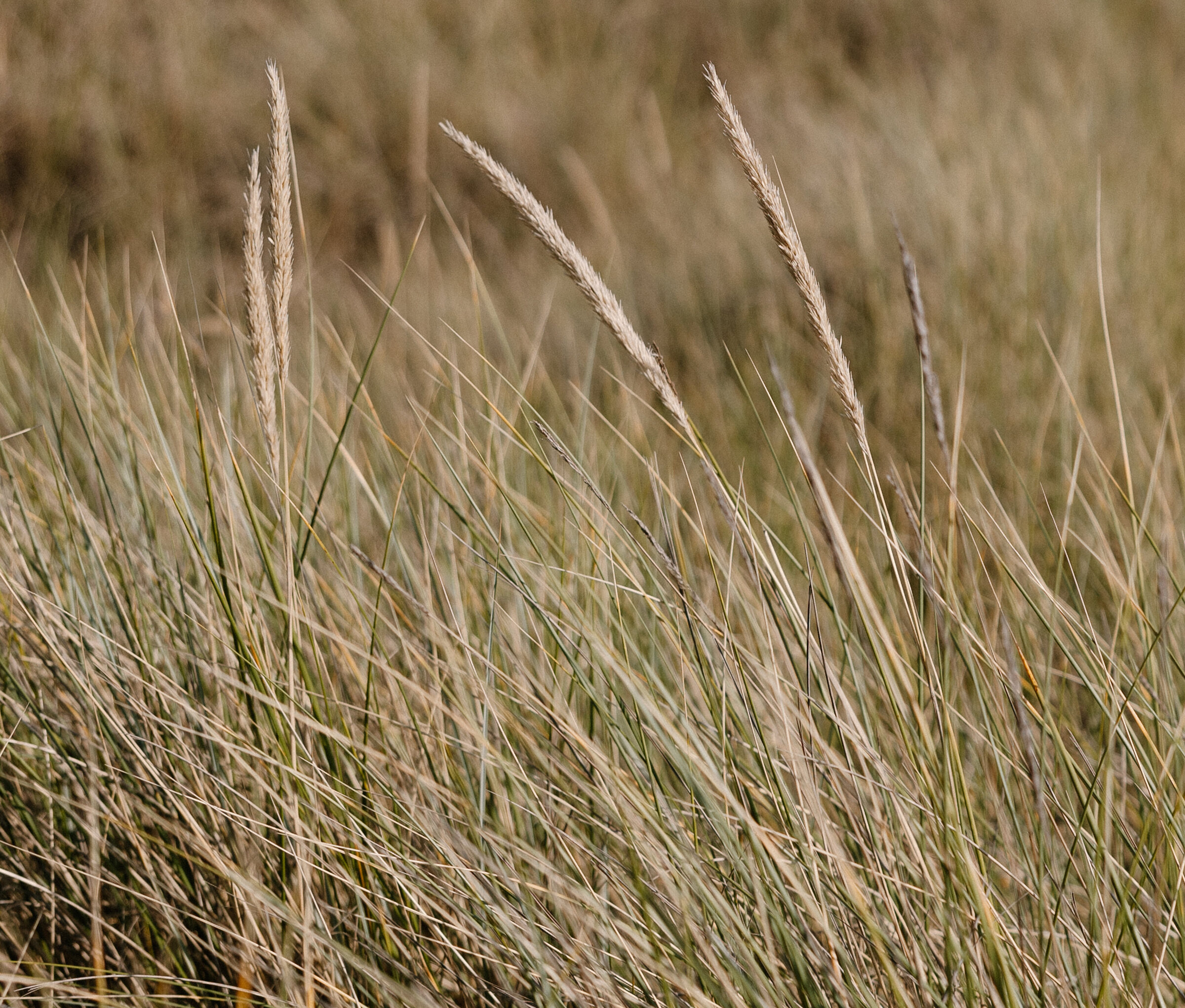 close up of the seagrass on cannon beach.