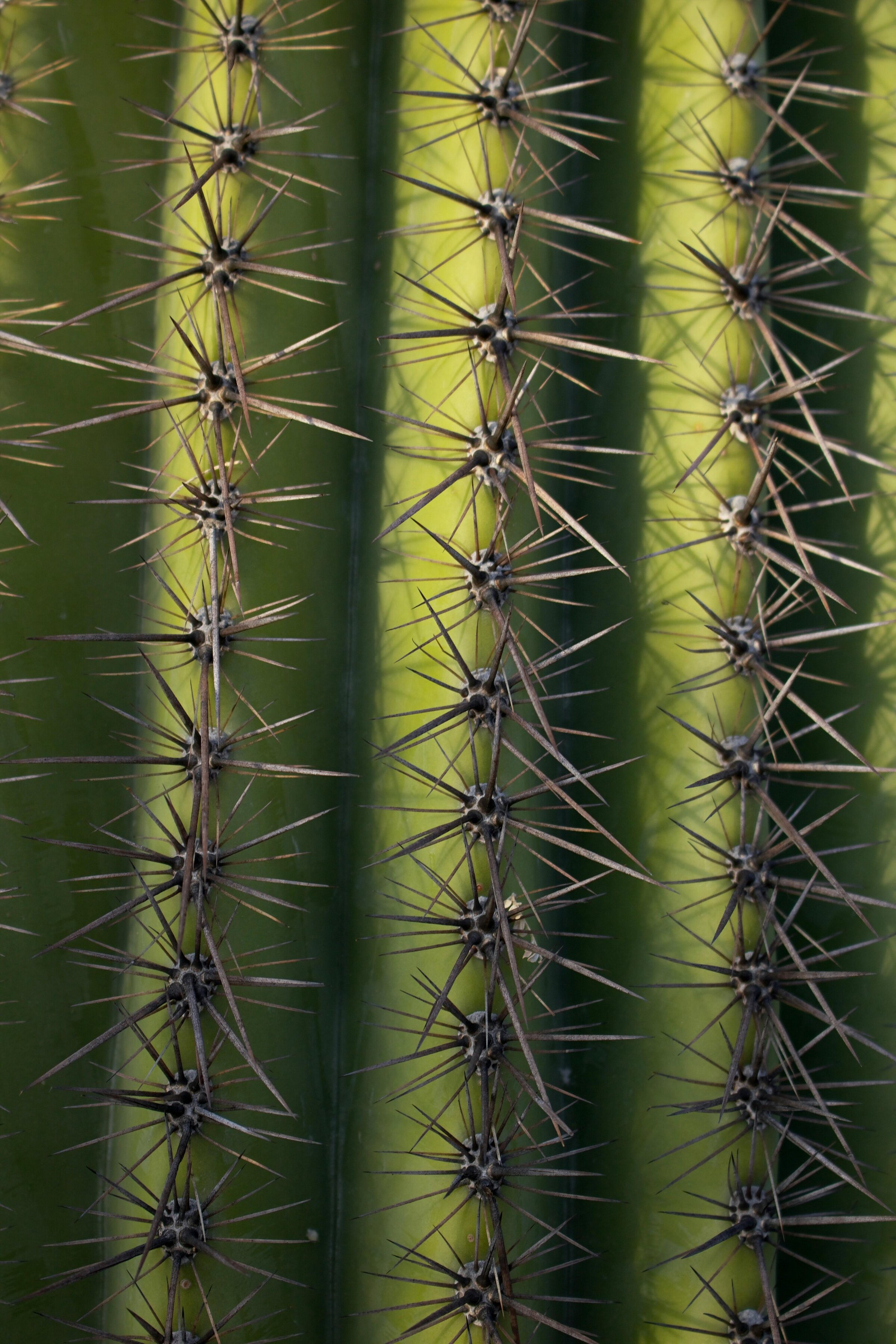 Arizona cactus