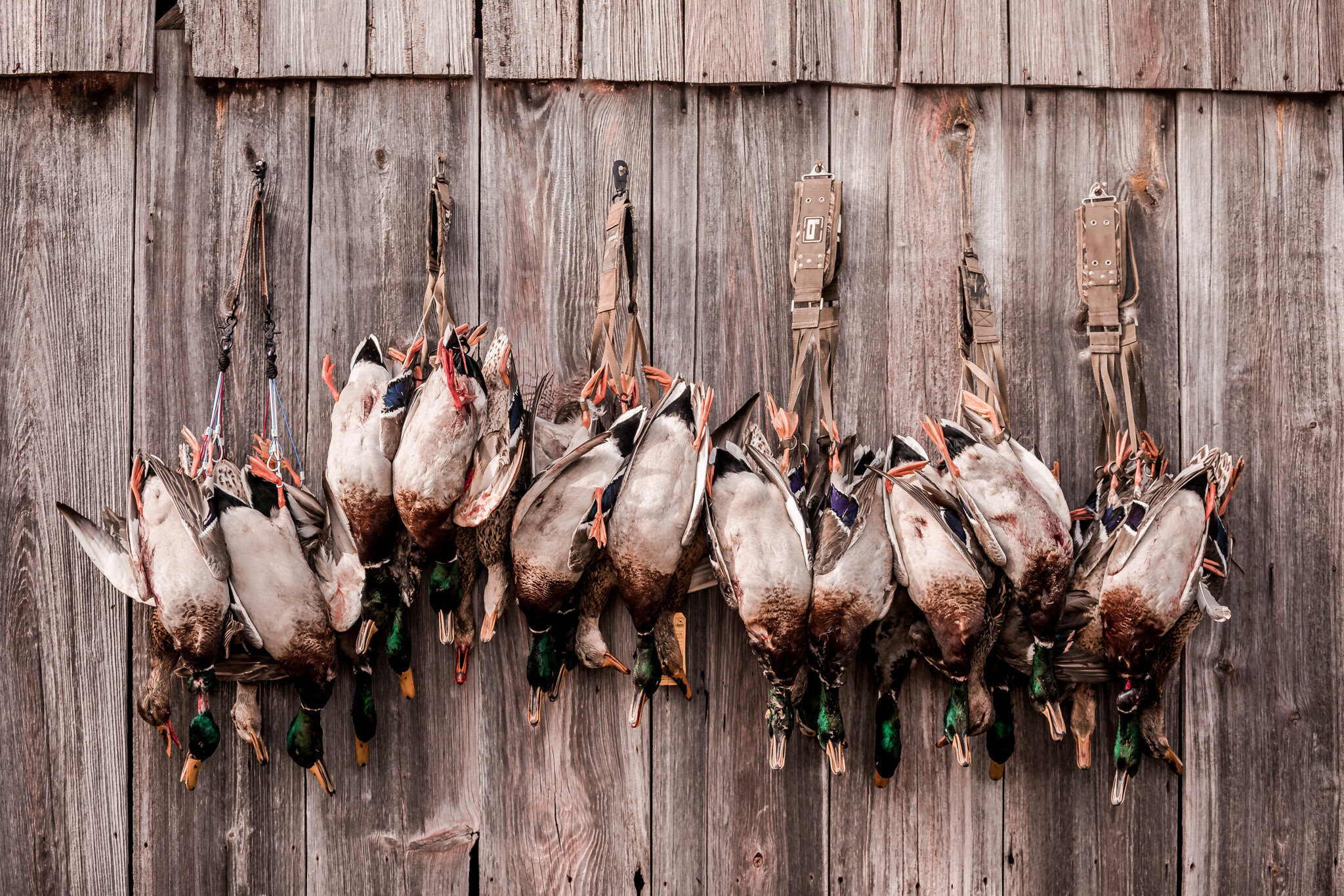 Kansas ducks hanging  on a old barn