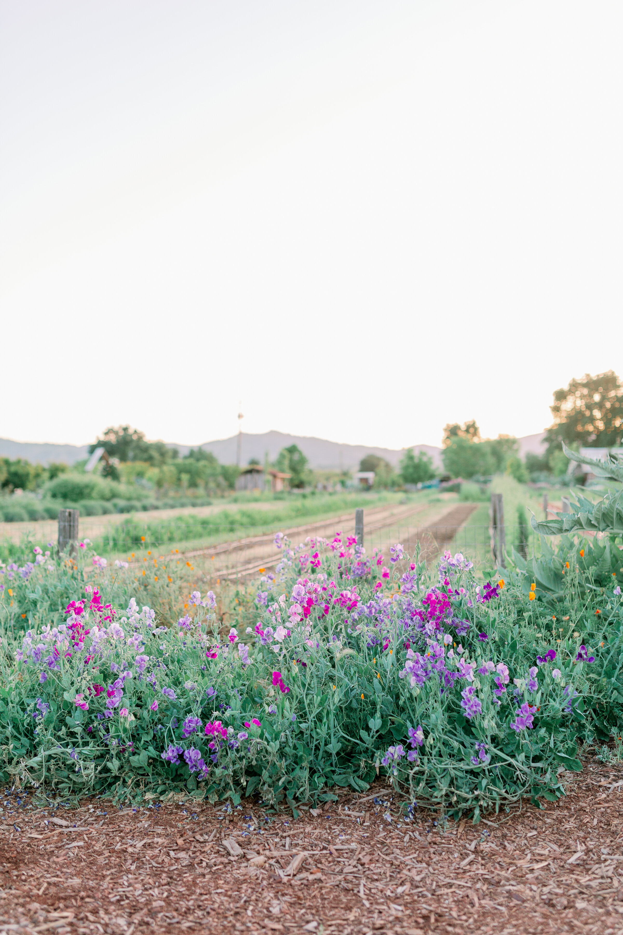 ParkWintersFlowerFarmStyledShoot-181_Original
