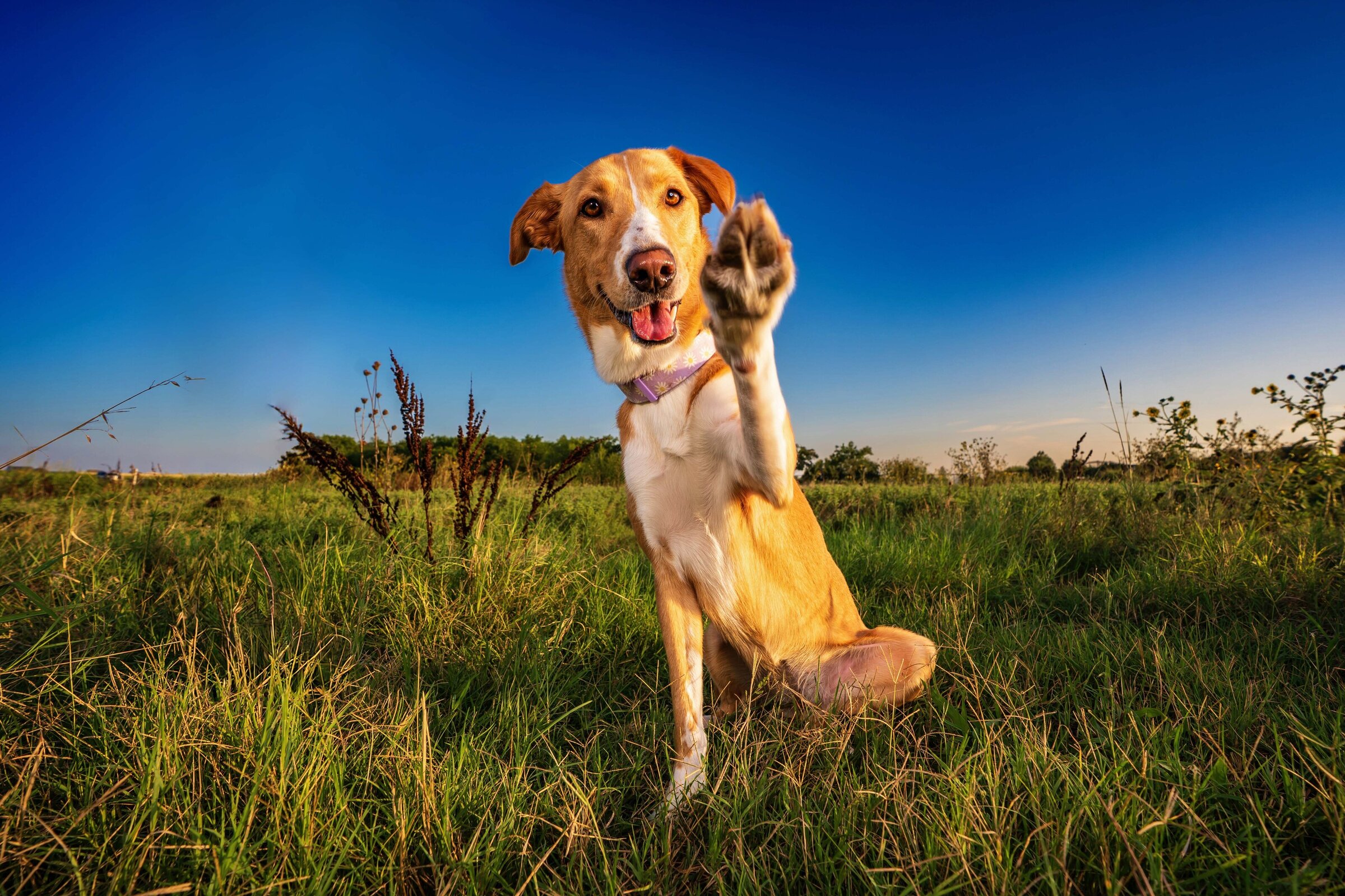 dog with paw up