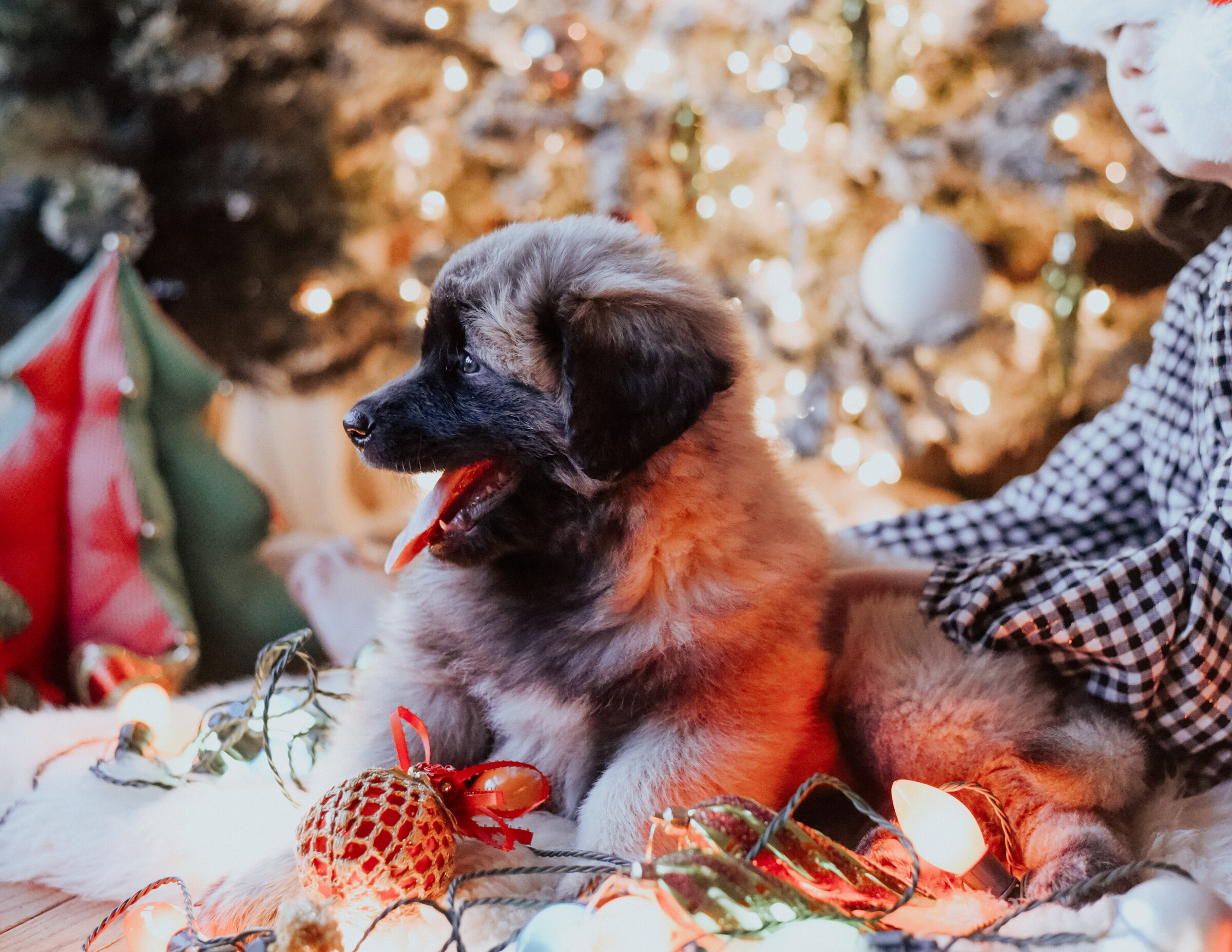 estrelamountaindogs.com Christmas Puppies-16