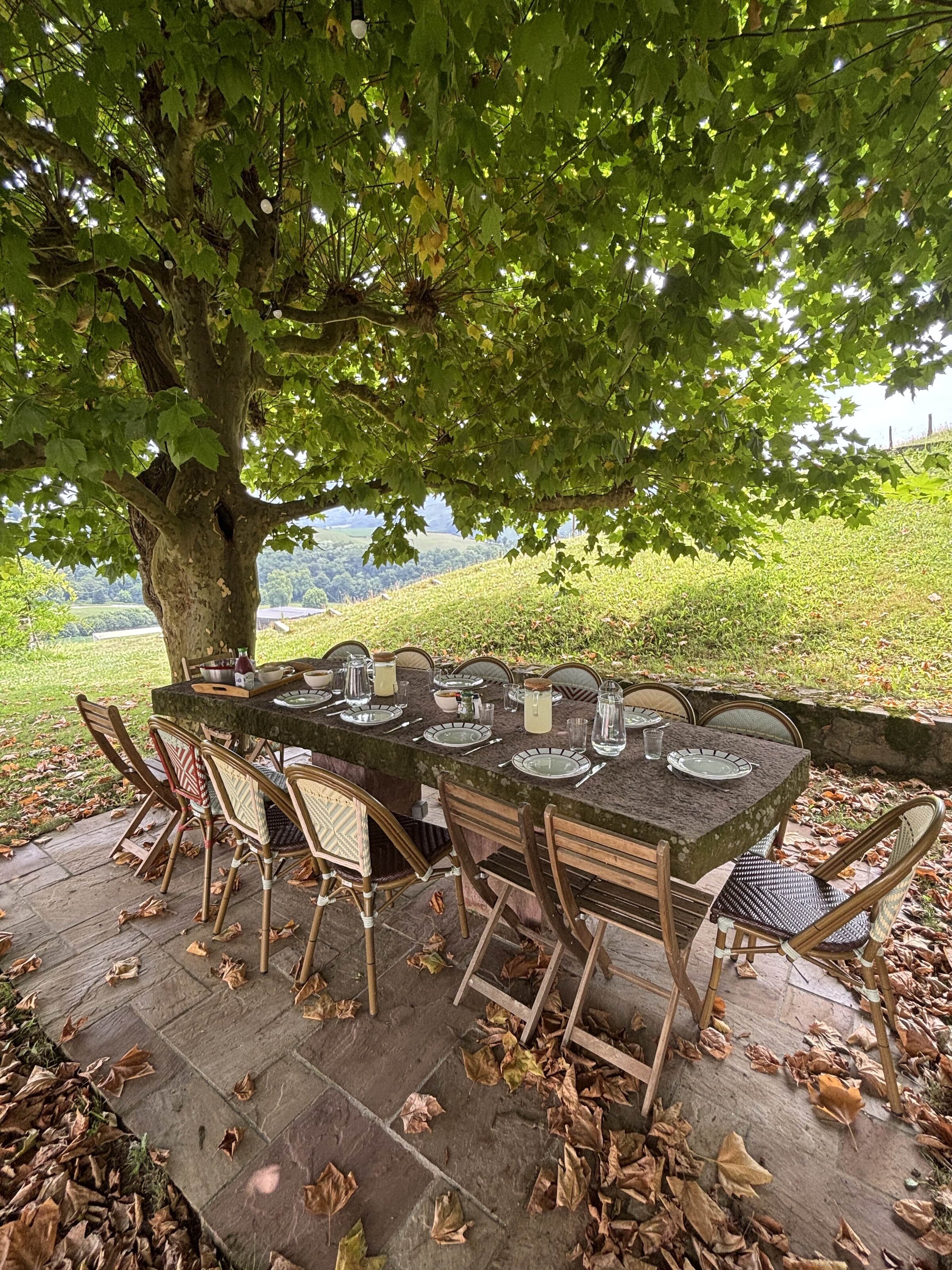 Déjeuner sous un grand arbre