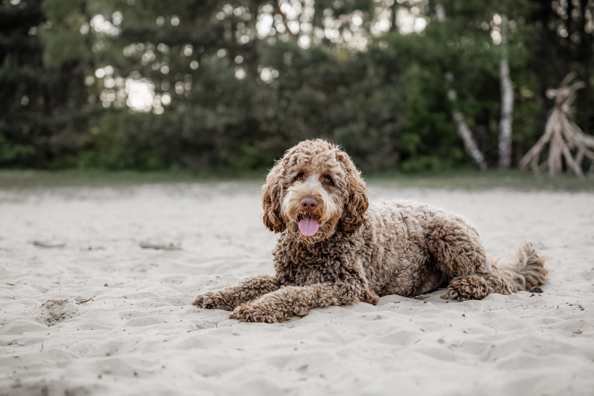 Honden fotoshoot zand