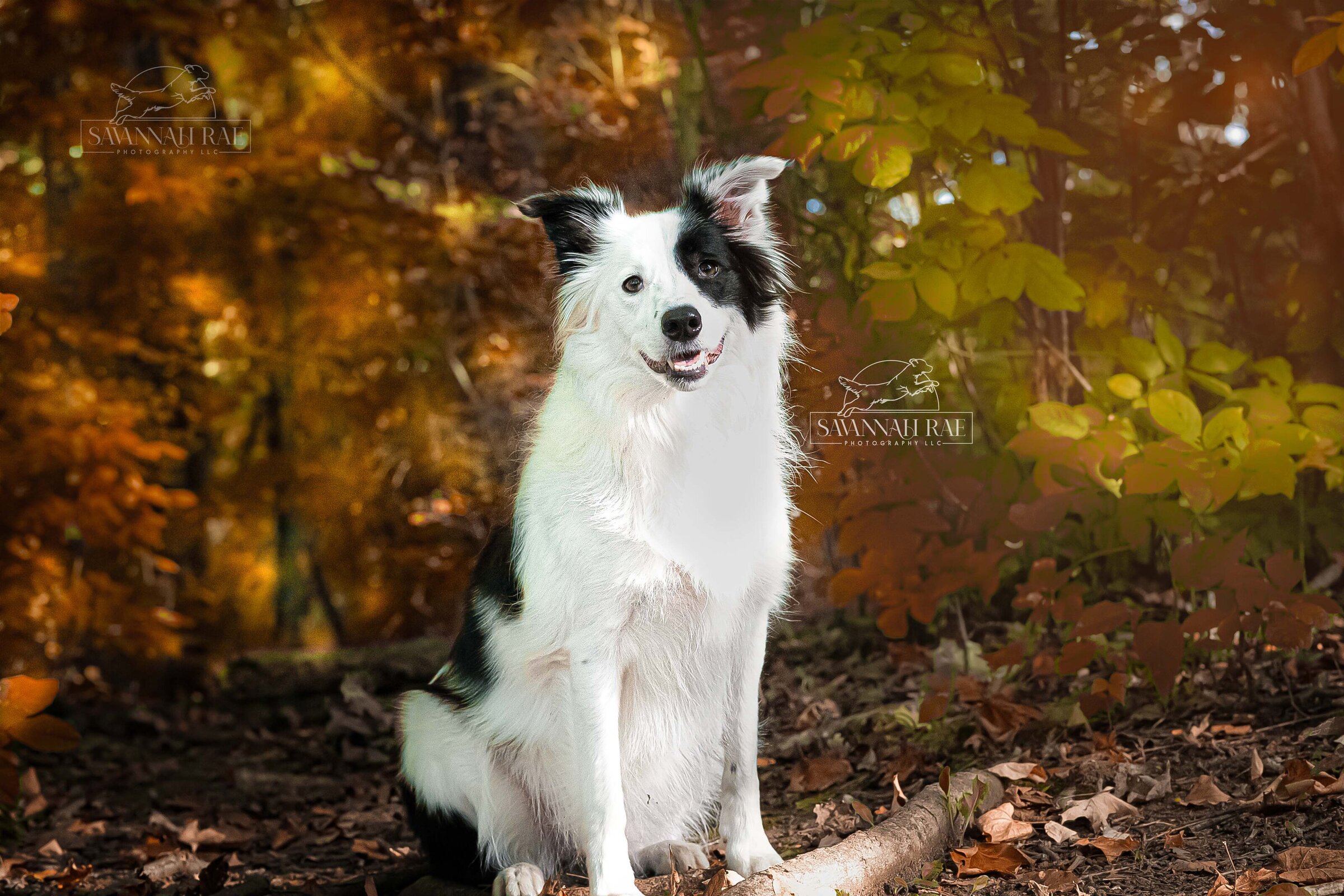 Fall Imagery Mini-1