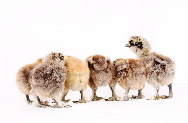 Sept Chicks Studio 4705 LR
