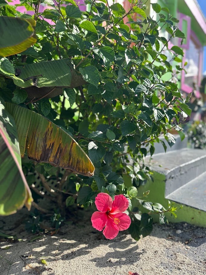tropical plants