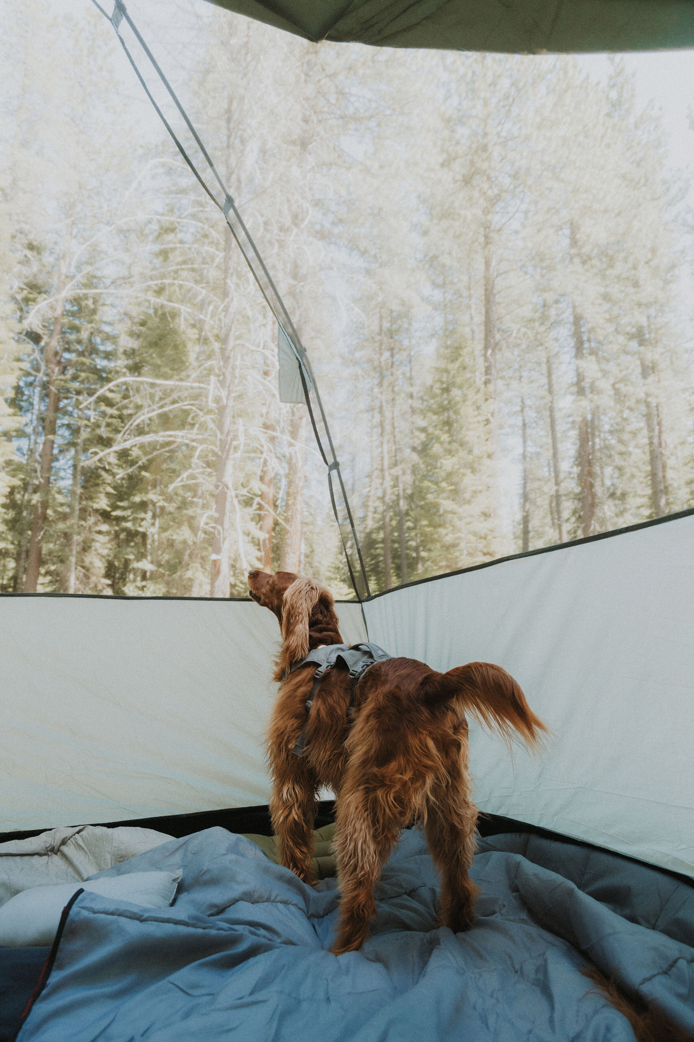 jackson f kimball state recreation site camping-21