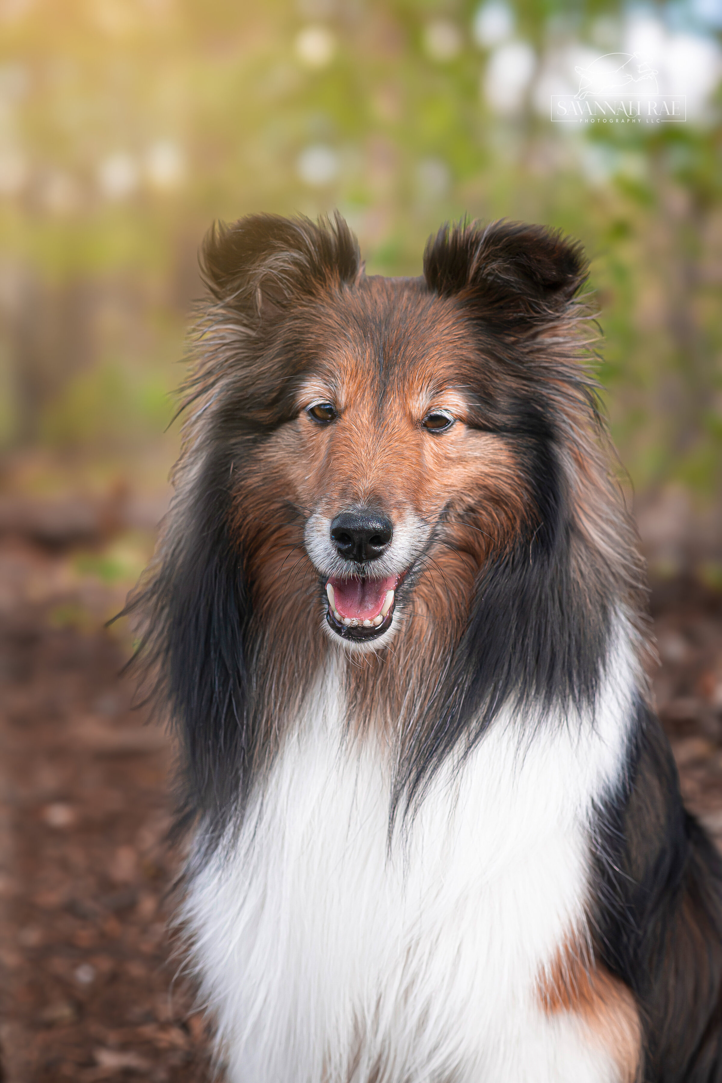 Canine Imagery-2