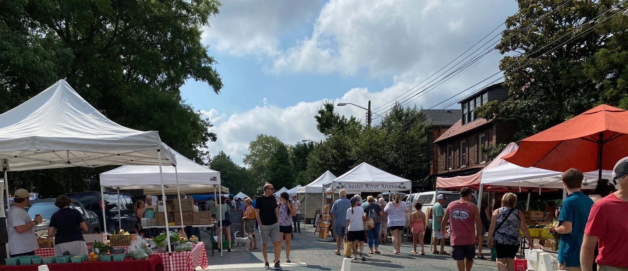 Chestertown Farmer's Market on a bright Saturday, featuring vendor tents and community members enjoying the lively atmosphere.