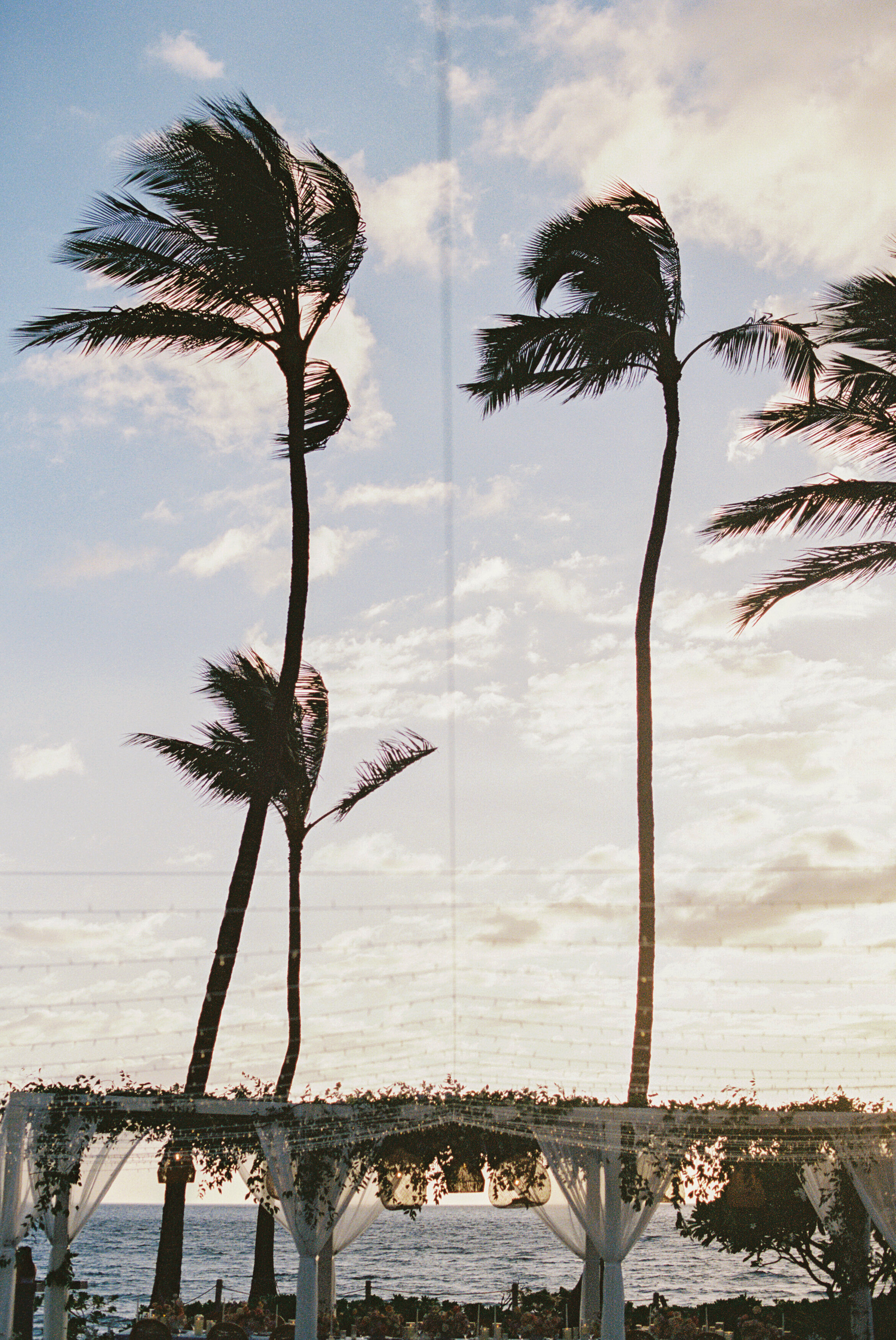Wedding and Elopement Photographer, large palm trees waving over head of reception